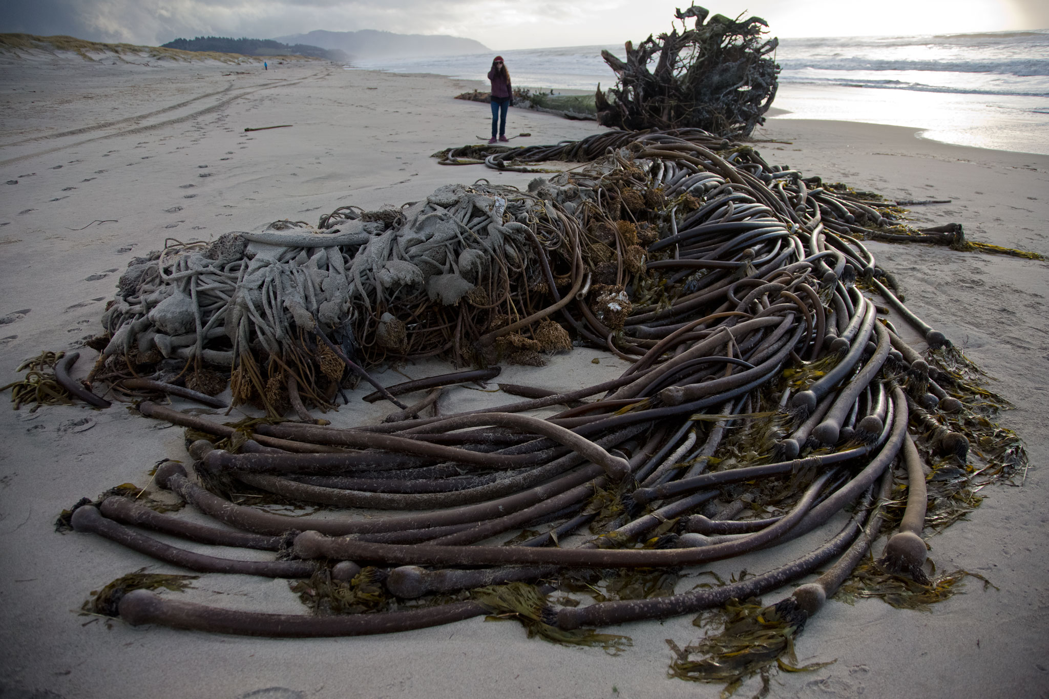 Struggling Northwest kelp forests sending out an SOS. Help is coming - Vimarsana News