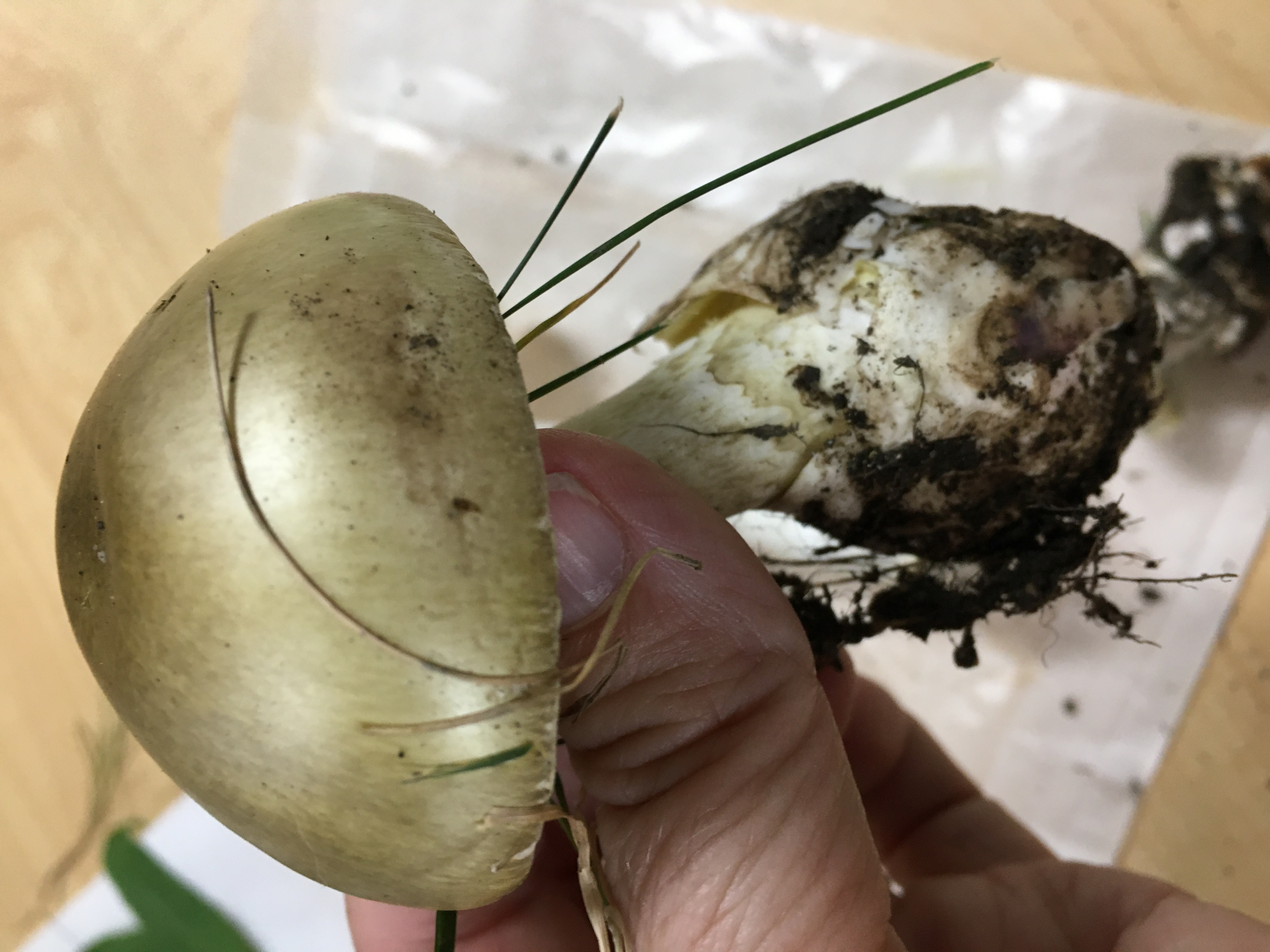 A deadly mushroom has shown up in Boise | Boise State Public Radio