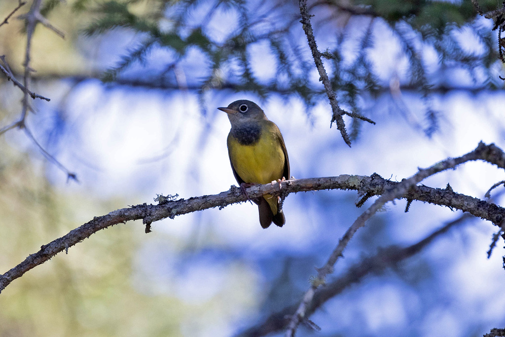 connecticut-warbler-ryan-shaw-