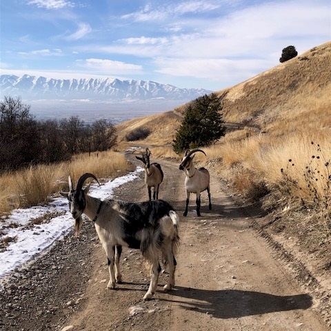 Wild About Utah: Goats in the mountains | Utah Public Radio