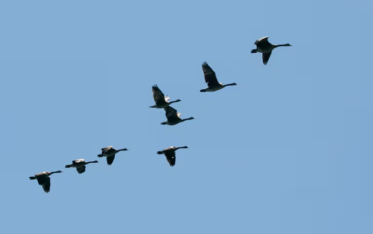 What Happens If Birds Don’T Migrate: Shocking Ecological Consequences
