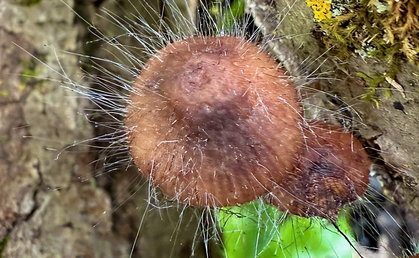 FUNGUS 完売間近！！ FUNGUS 完売間近！！ 【公式通販】