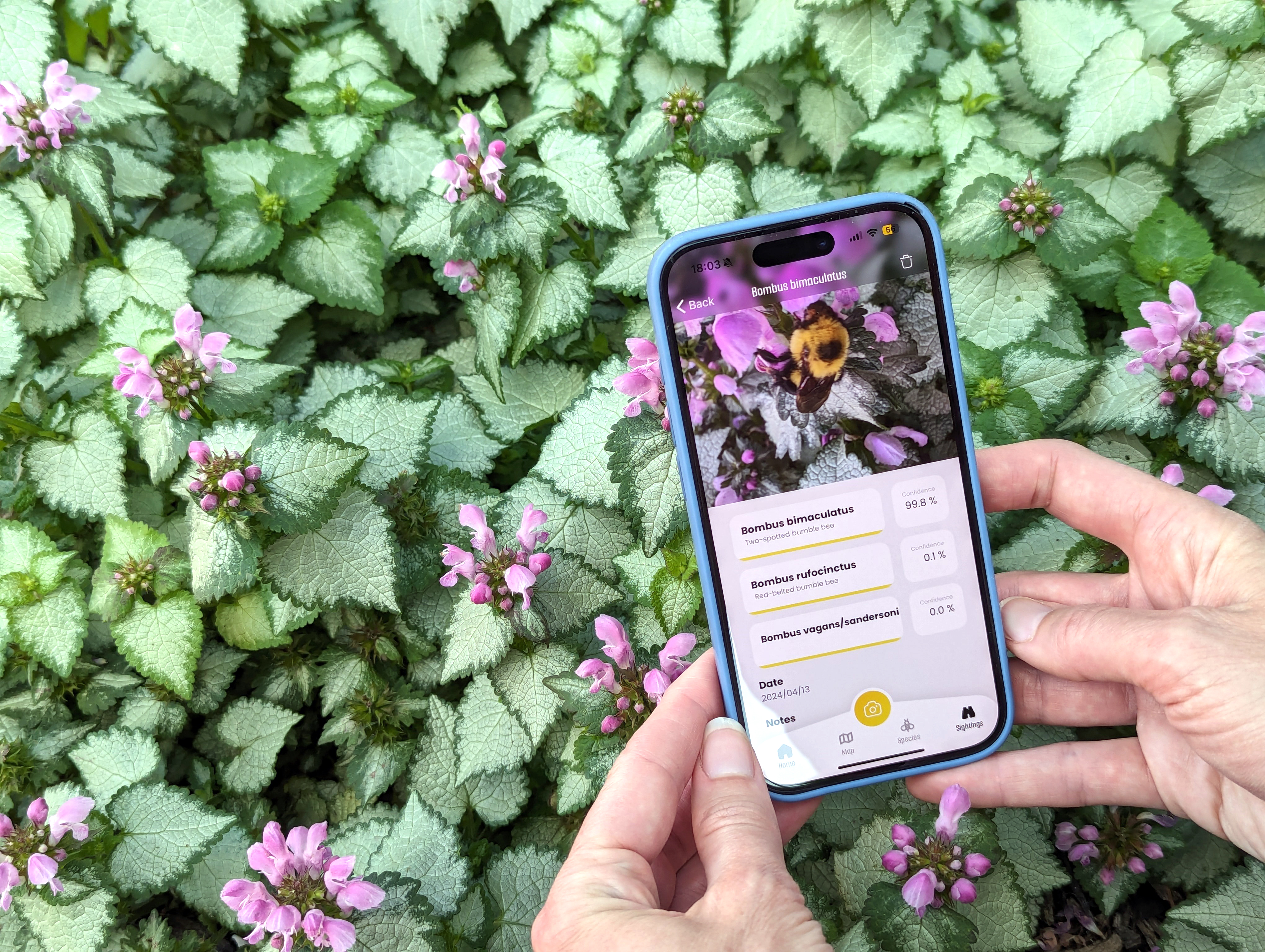 To save the bees, a Kansas scientist is building an app to