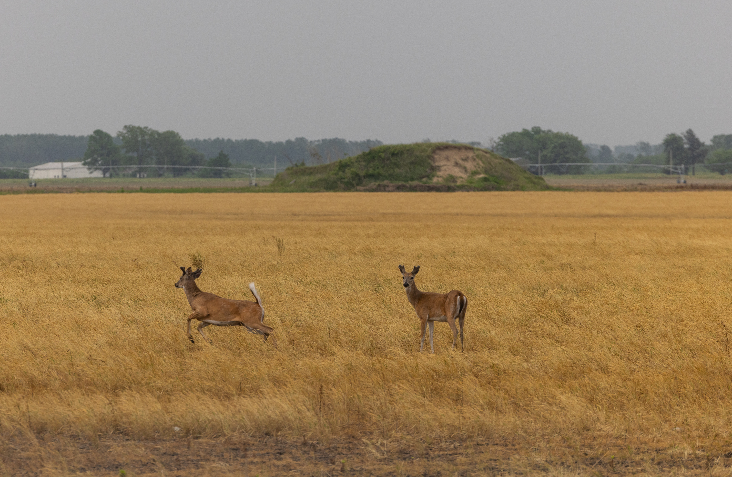 Missouri reevaluates efforts to manage chronic wasting disease in deer