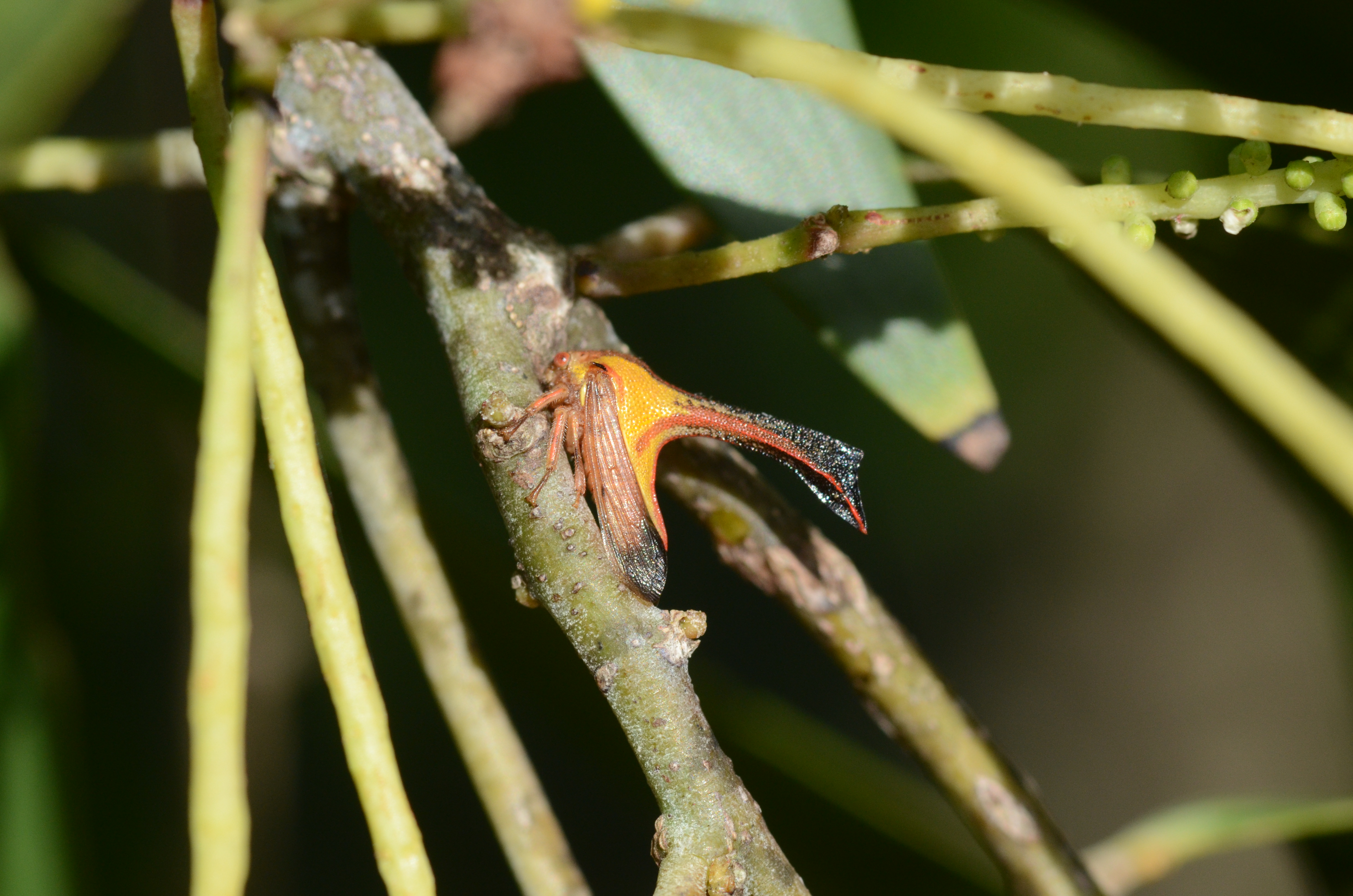 The Exotic Invasive Thorn Bug – Here to Stay | WGCU News | PBS