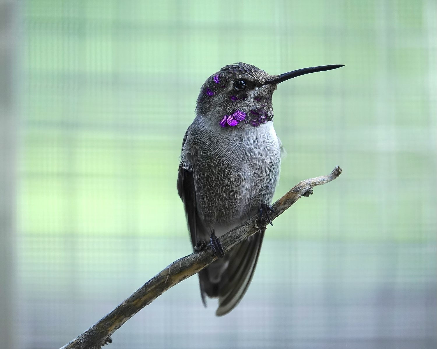 bob-costas-hummingbird-