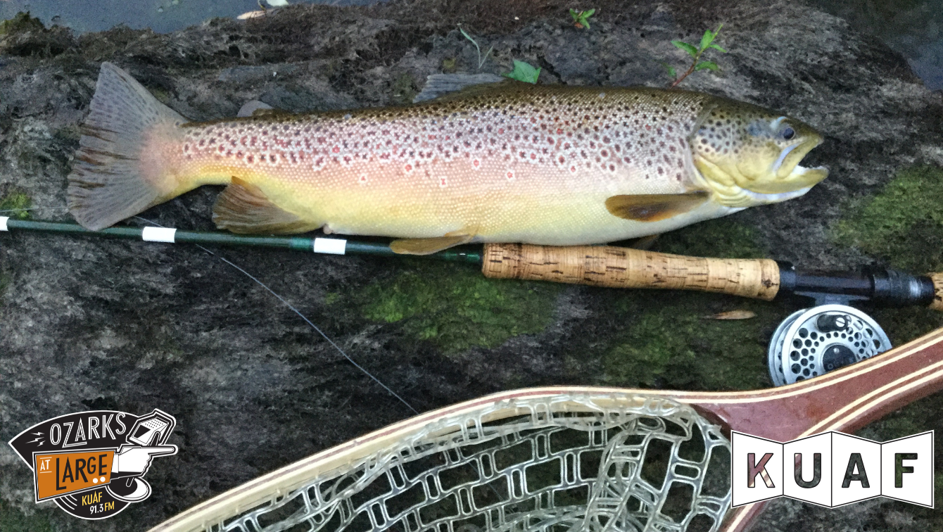 Arkansas Wild' celebrates trout fishing on the Little Red River
