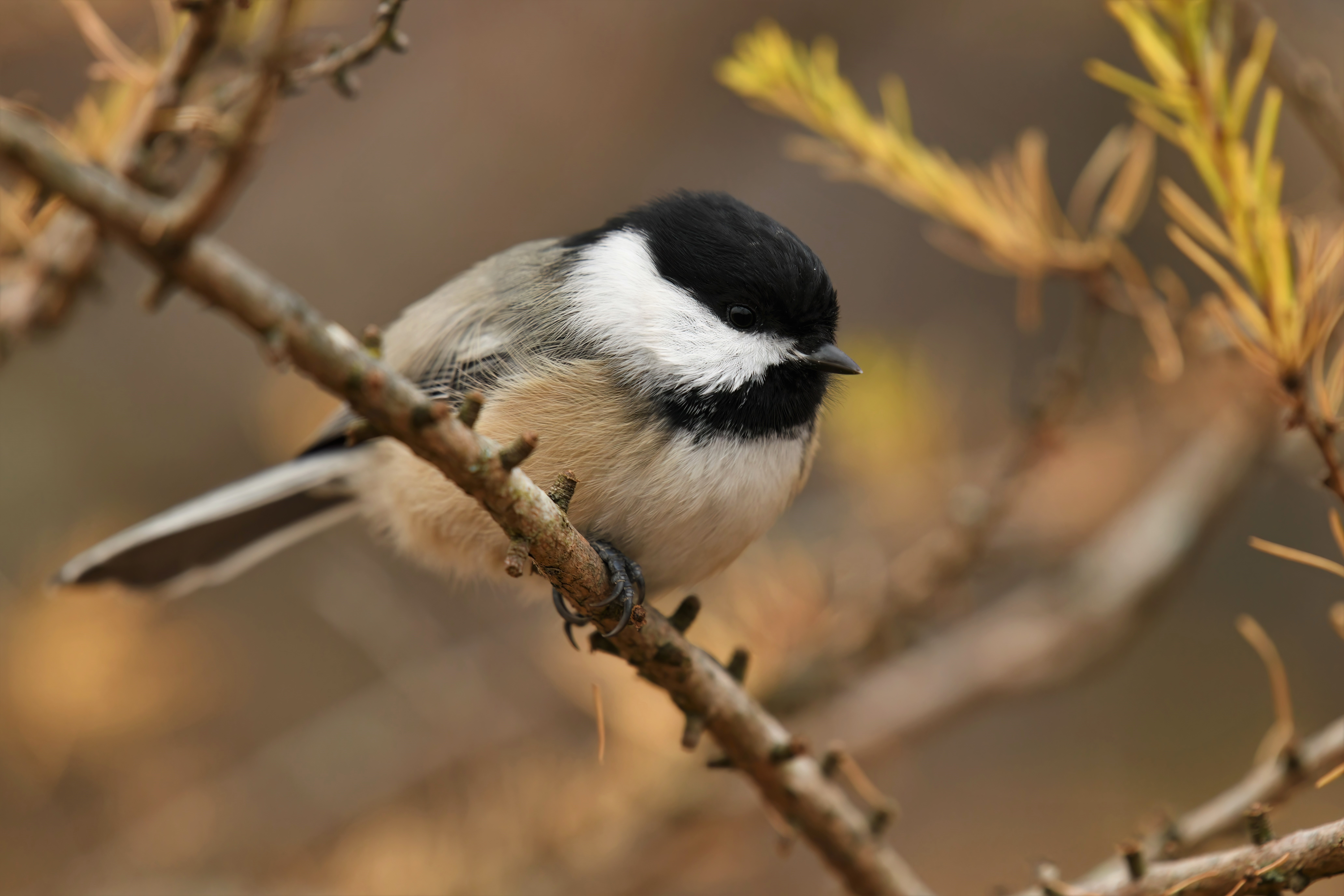 For some people, Christmas is for the birds - Vimarsana News
