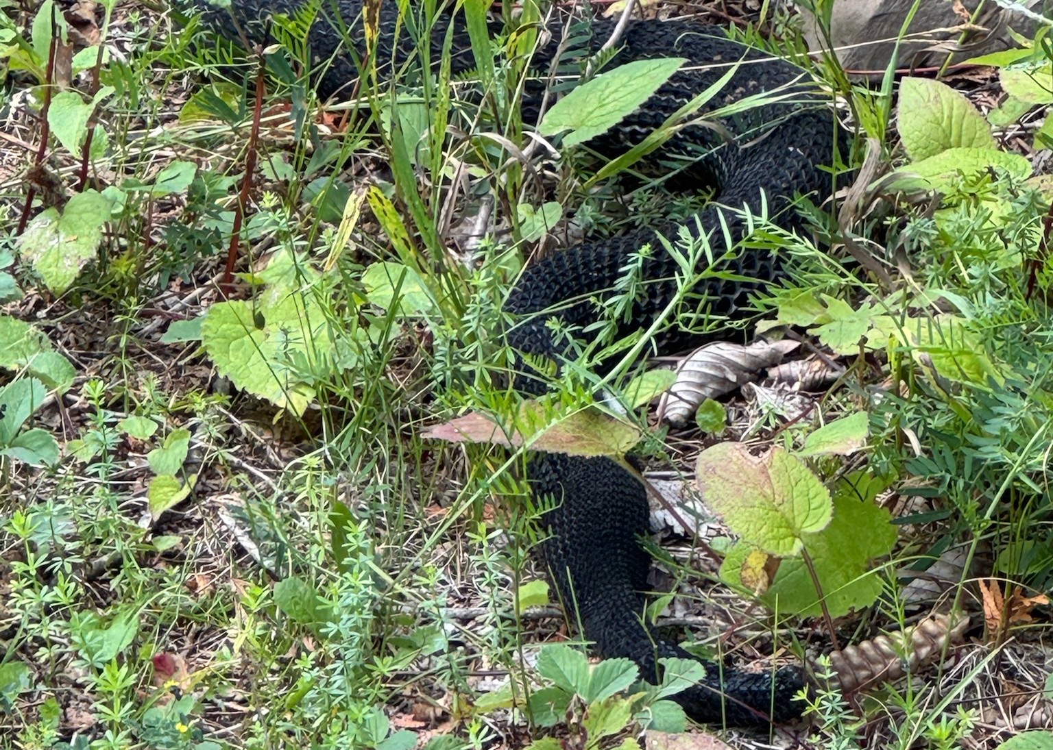 Rogue rattlesnake removed from Grand Isle | Vermont Public