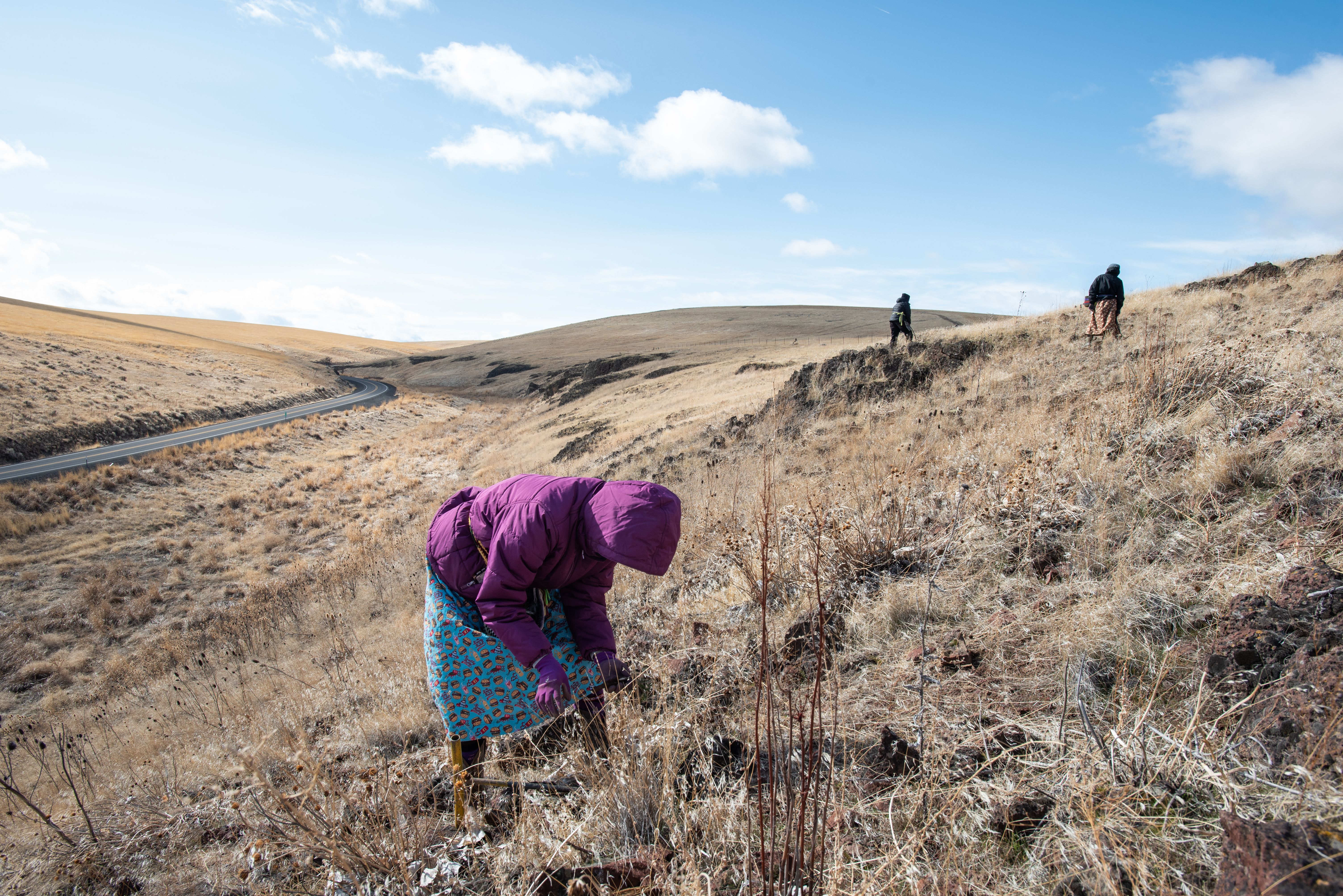 Moving up the line: Northwest tribal women and girls gather wild celery amid challenges - Vimarsana News