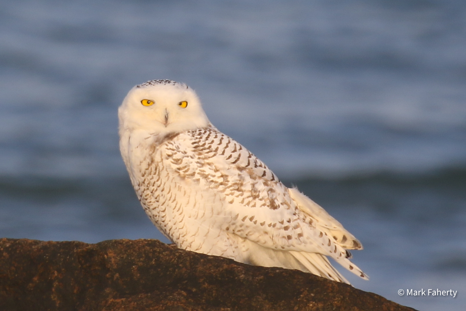 Early results from the Christmas bird counts | CAI