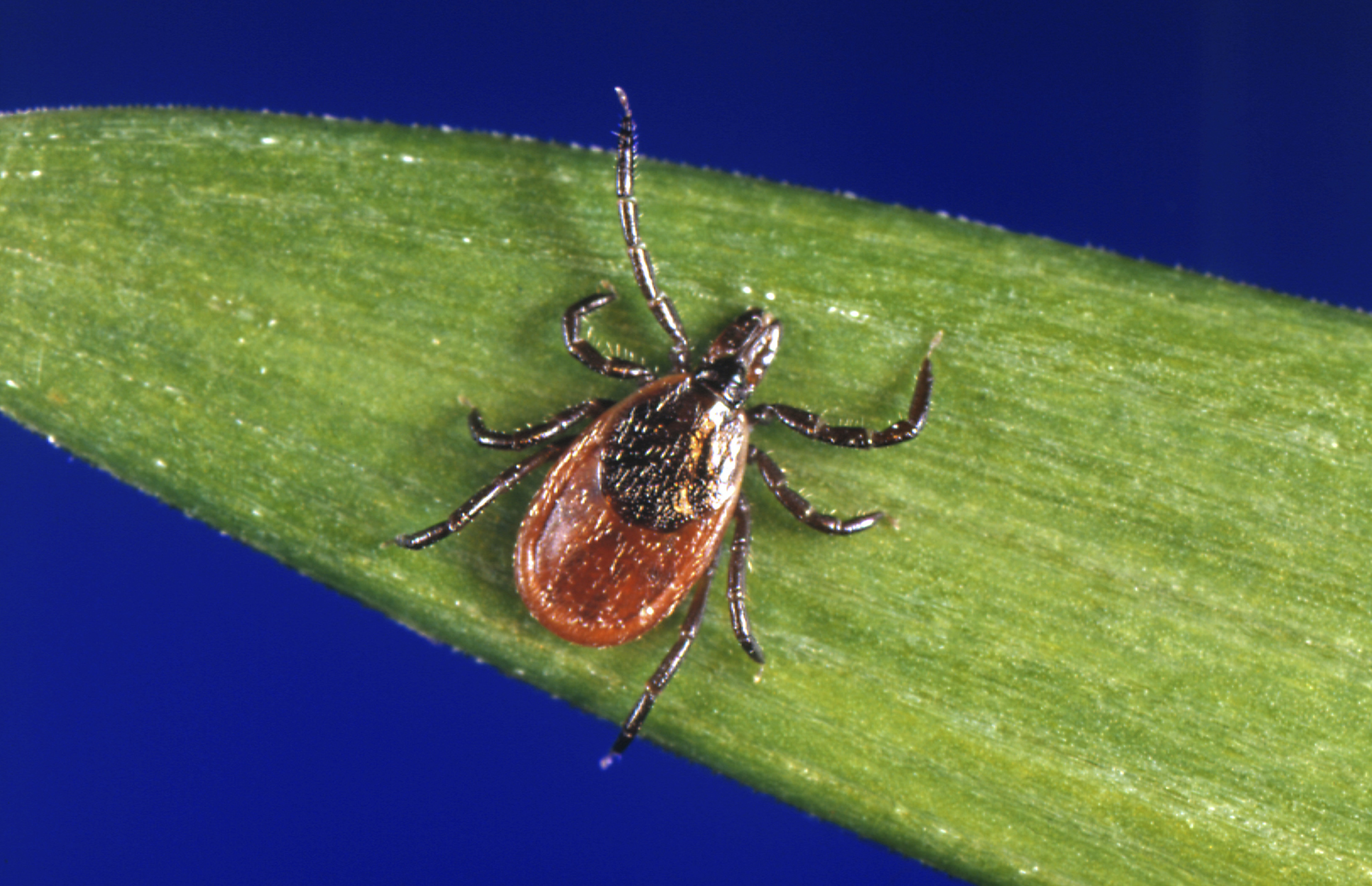 SUNY-ESF expert says environmental shifts are making ticks more