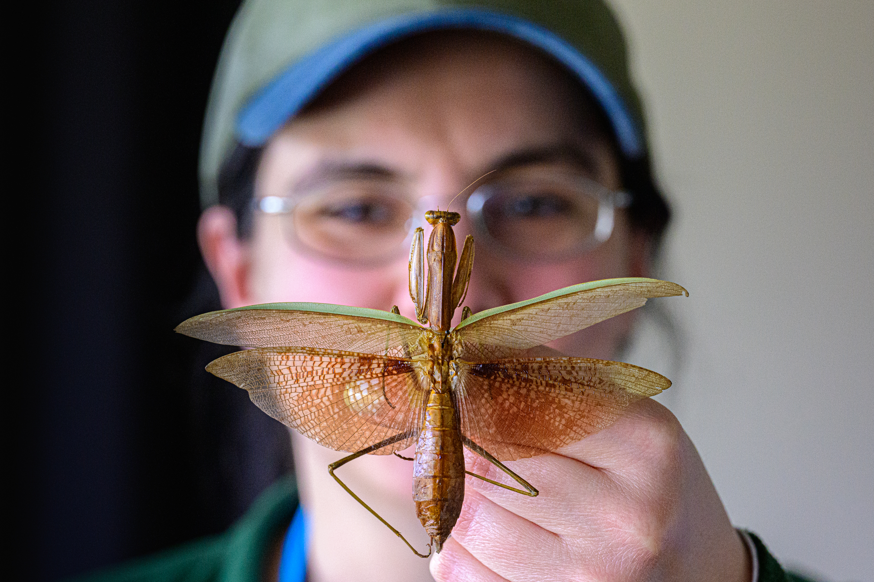 Let us pray — A salute to our favorite mantis | Connecticut Public
