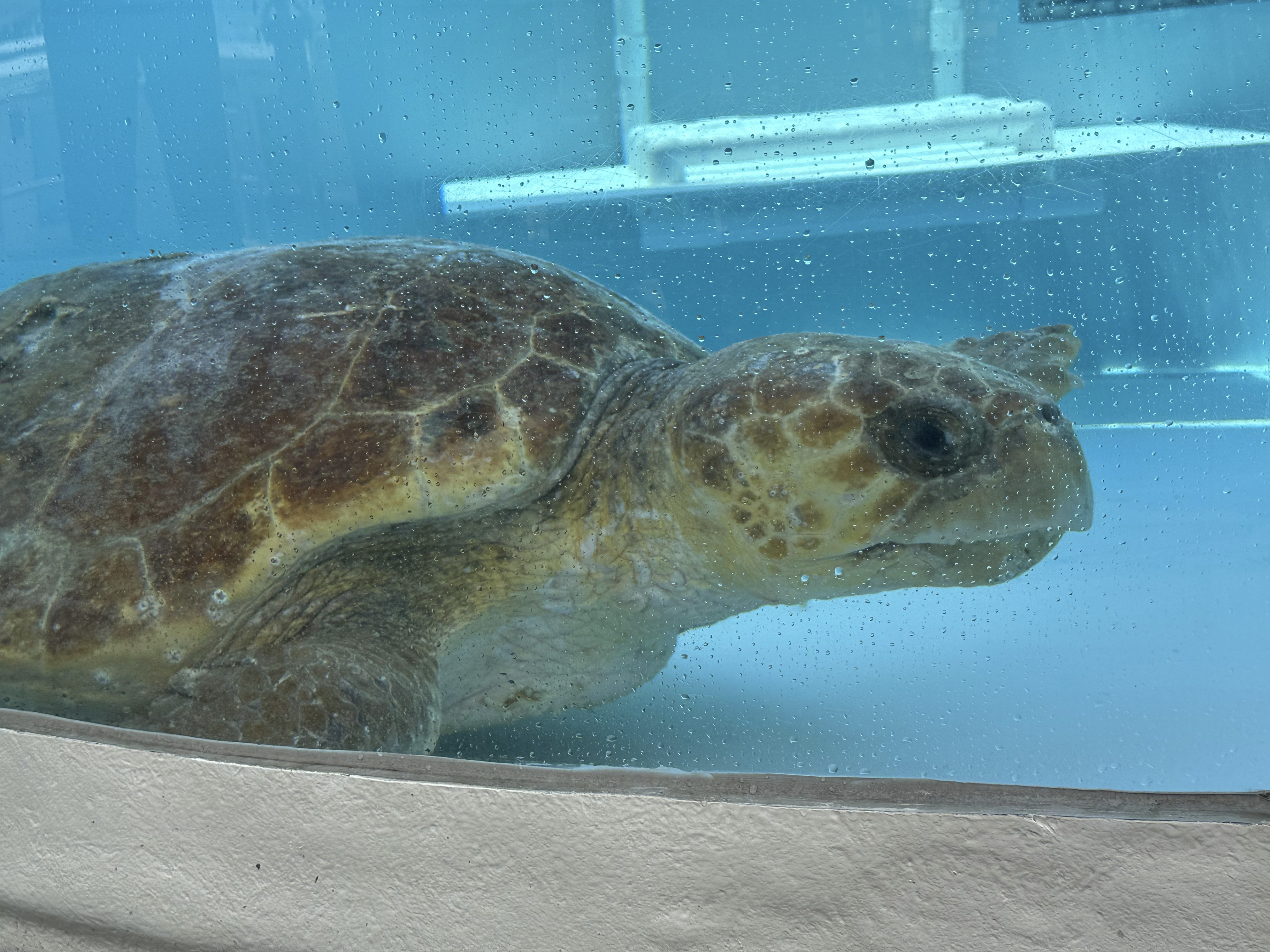 An injured 302-pound loggerhead sea turtle gets an oversize CT