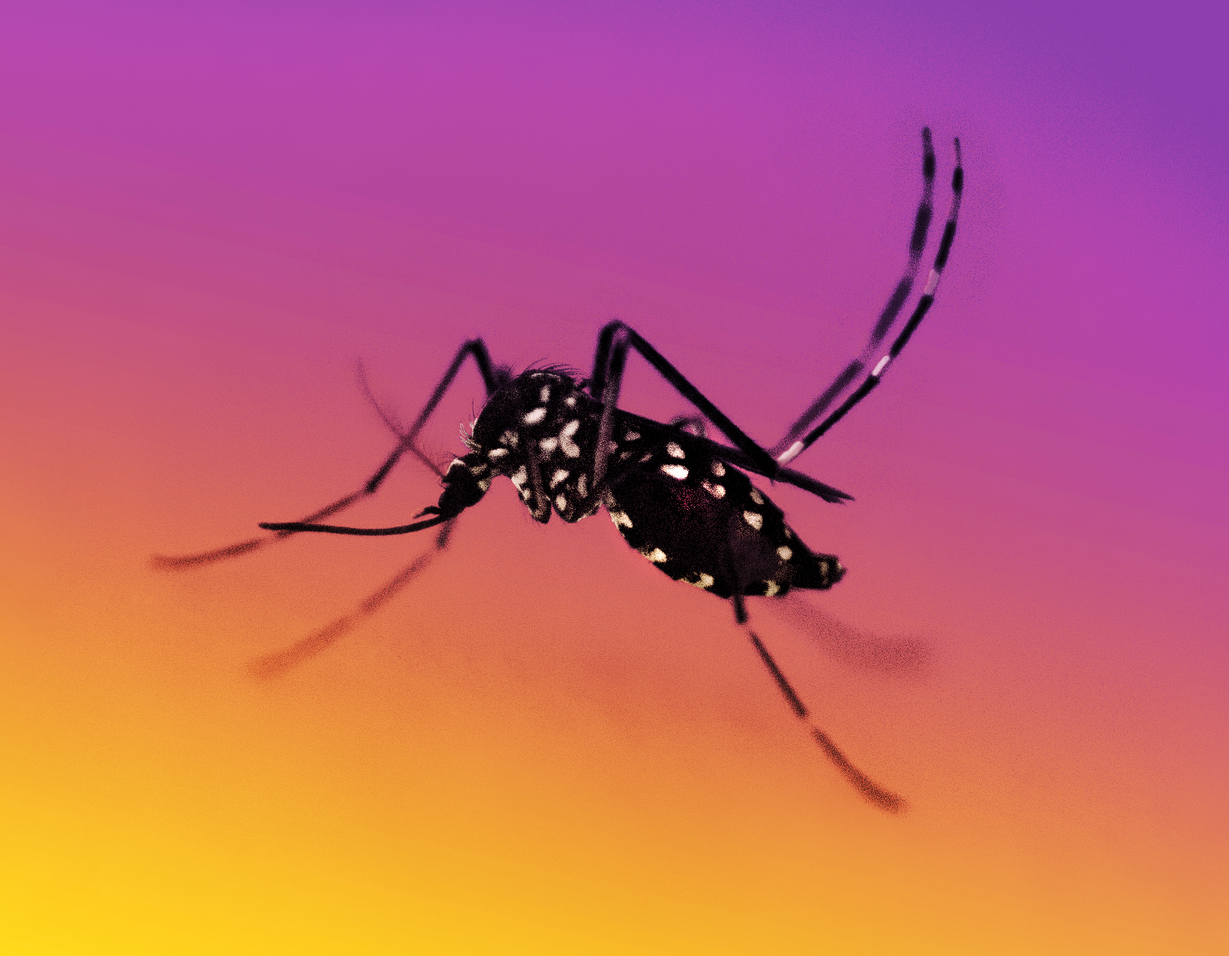 do cigarettes attract mosquitoes Four reasons mosquitoes might like to bite you best