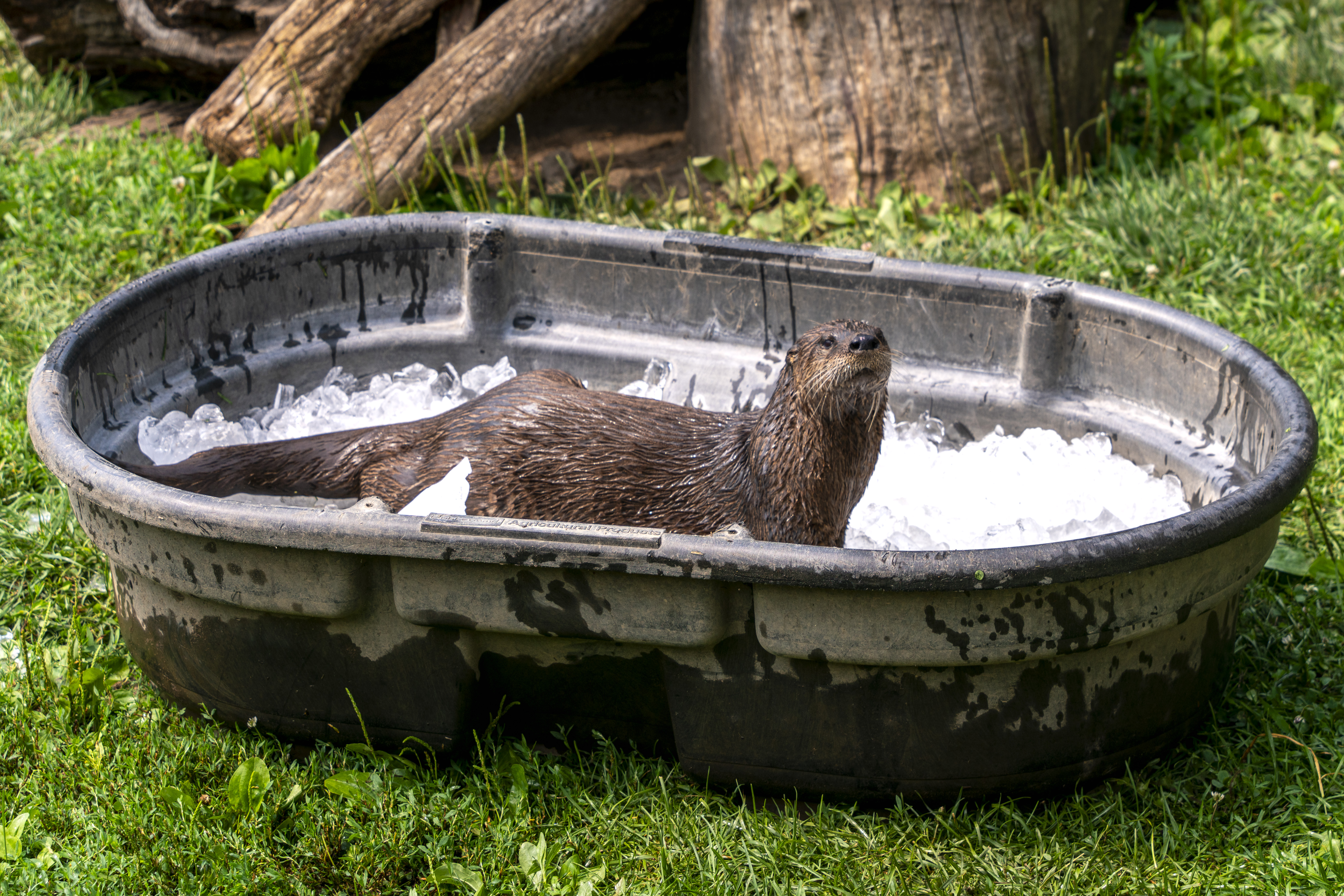 Ice, cold water, bloodsicles helping zoo animals keep cool