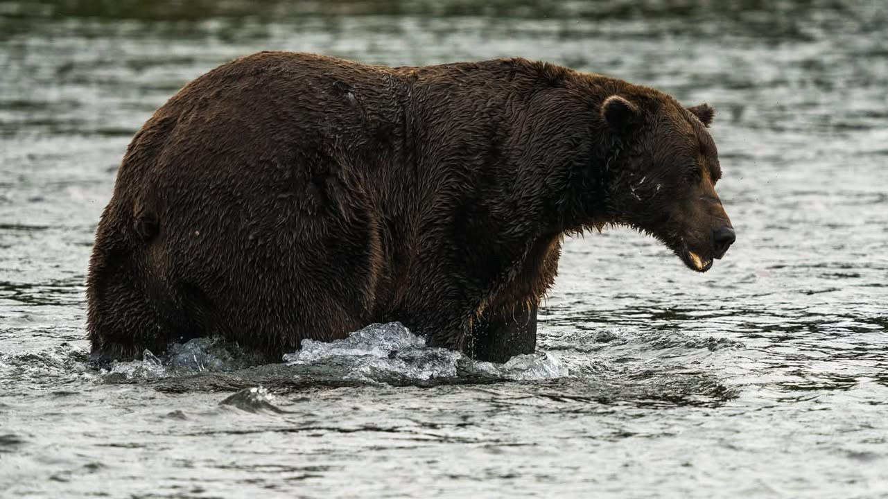 https://npr.brightspotcdn.com/bc/da/9f19bef244a683ab50d1babb9997/32-fat-9-14-2026-courtesy-of-c-loberg.JPG