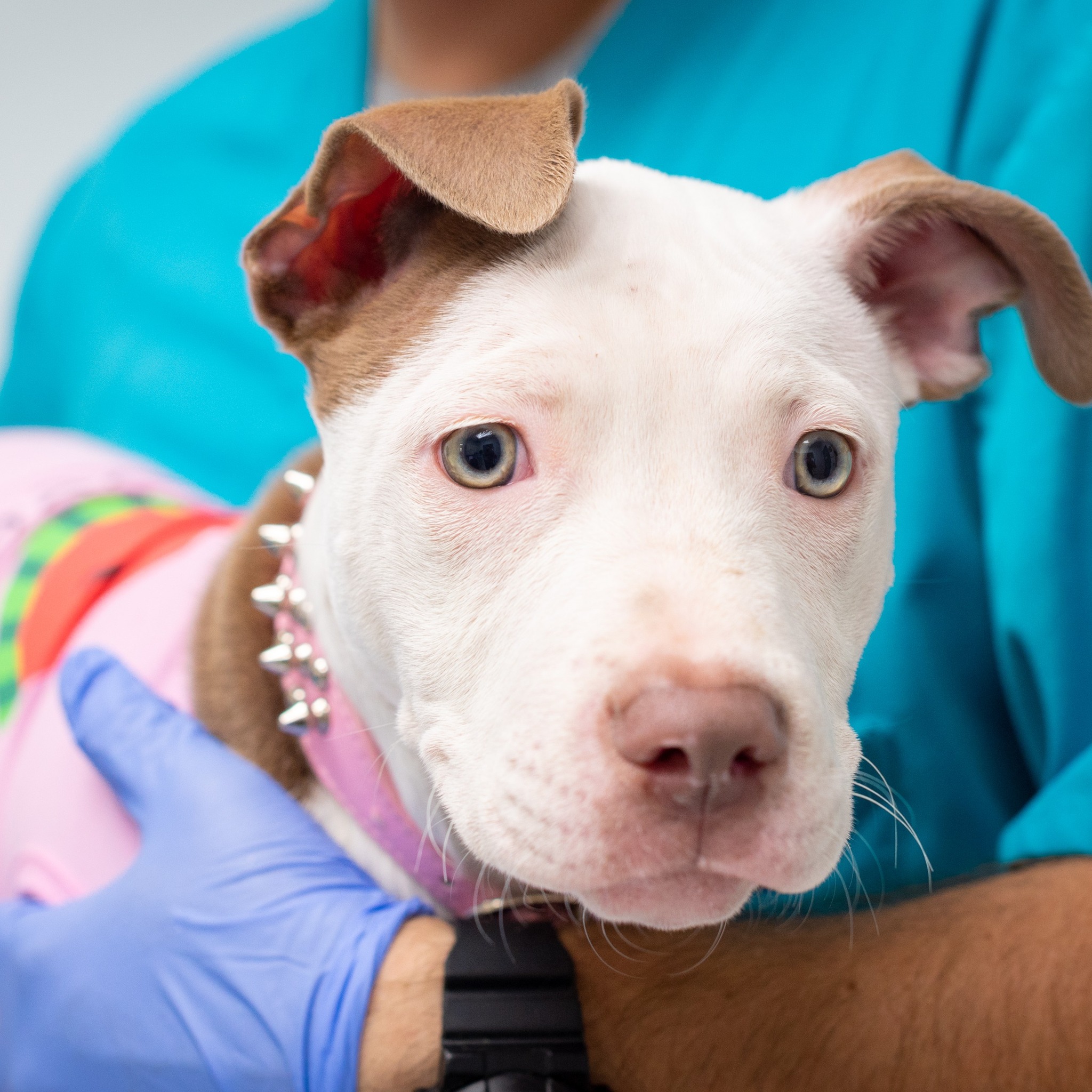 New Nevada SPCA board president has decades in the industry | Life, image size:2048x2048