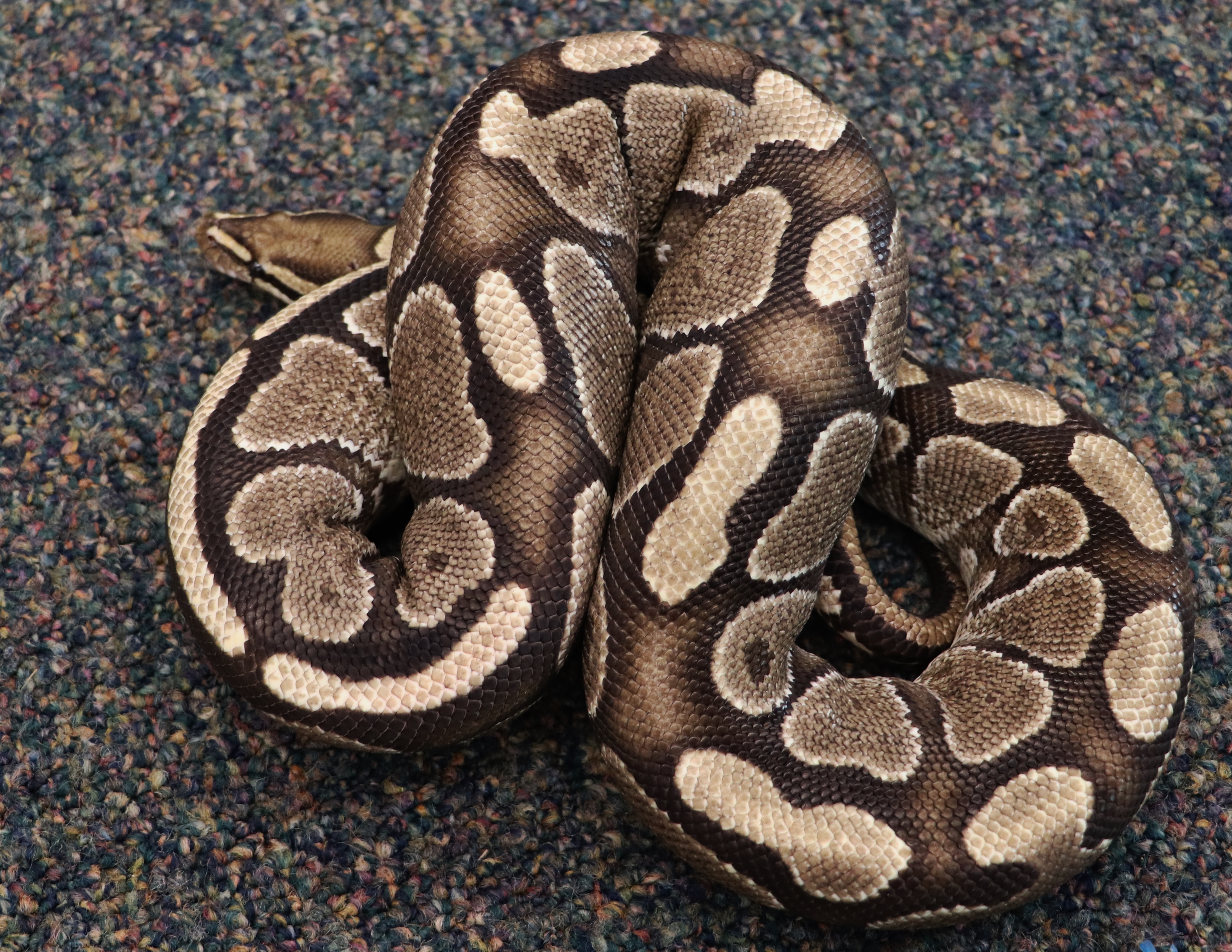 snake-escapes-in-dillingham-classroom-twice