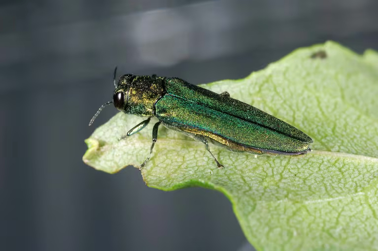 emerald-ash-borer.jpeg