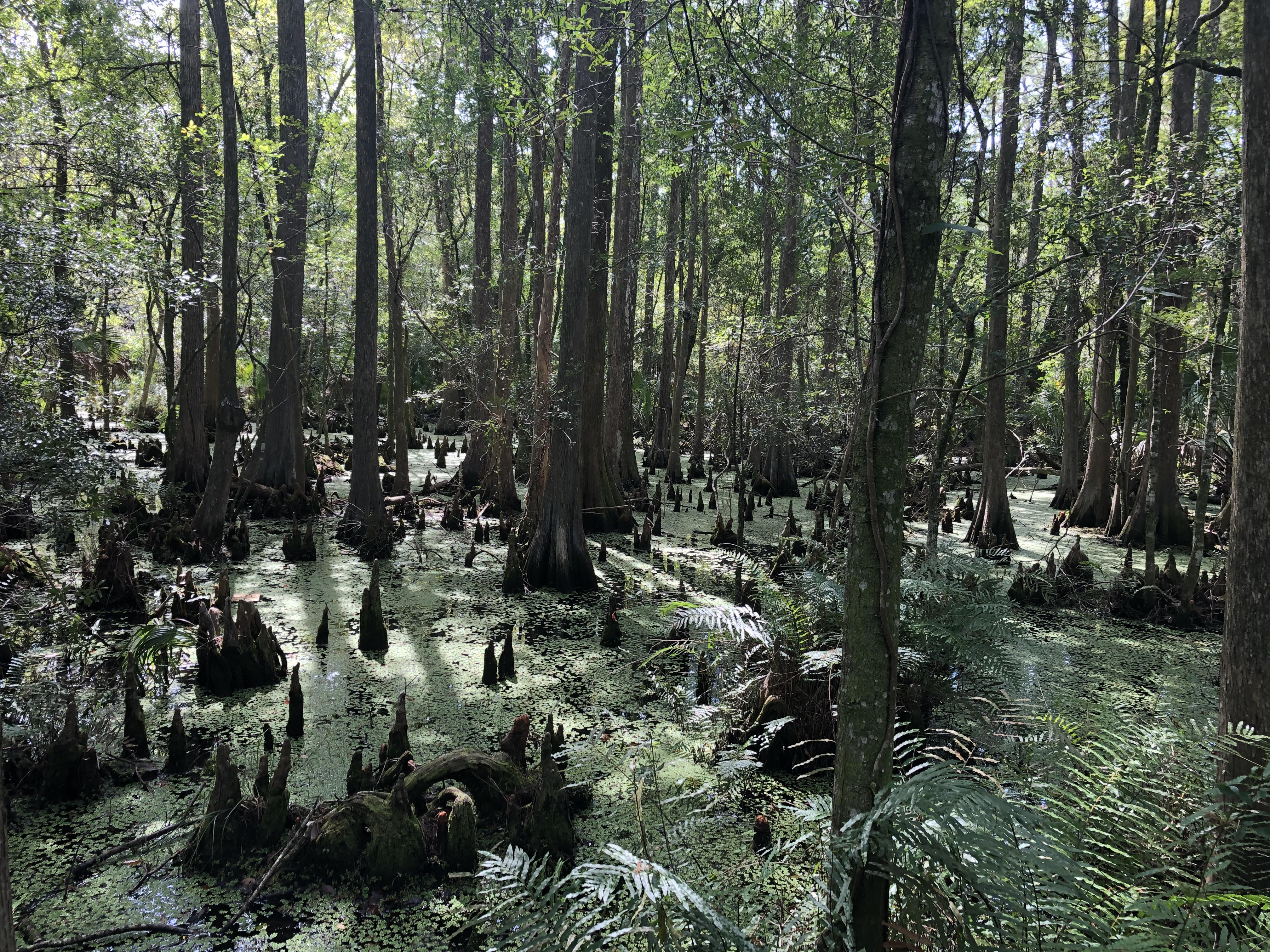 Florida is a hot spot for a stubborn lung disease akin to tuberculosis - Vimarsana News