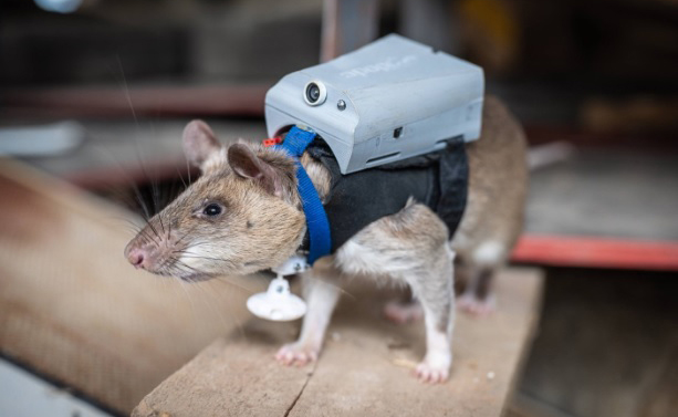 Tech Tuesday: Rats being trained to locate survivors of natural