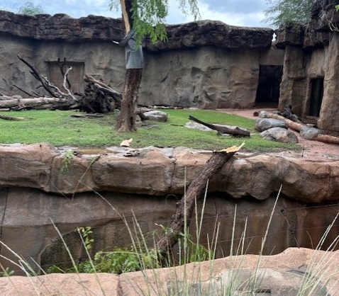 Phoenix Zoo reopens after 3-day closure from Monday's microburst