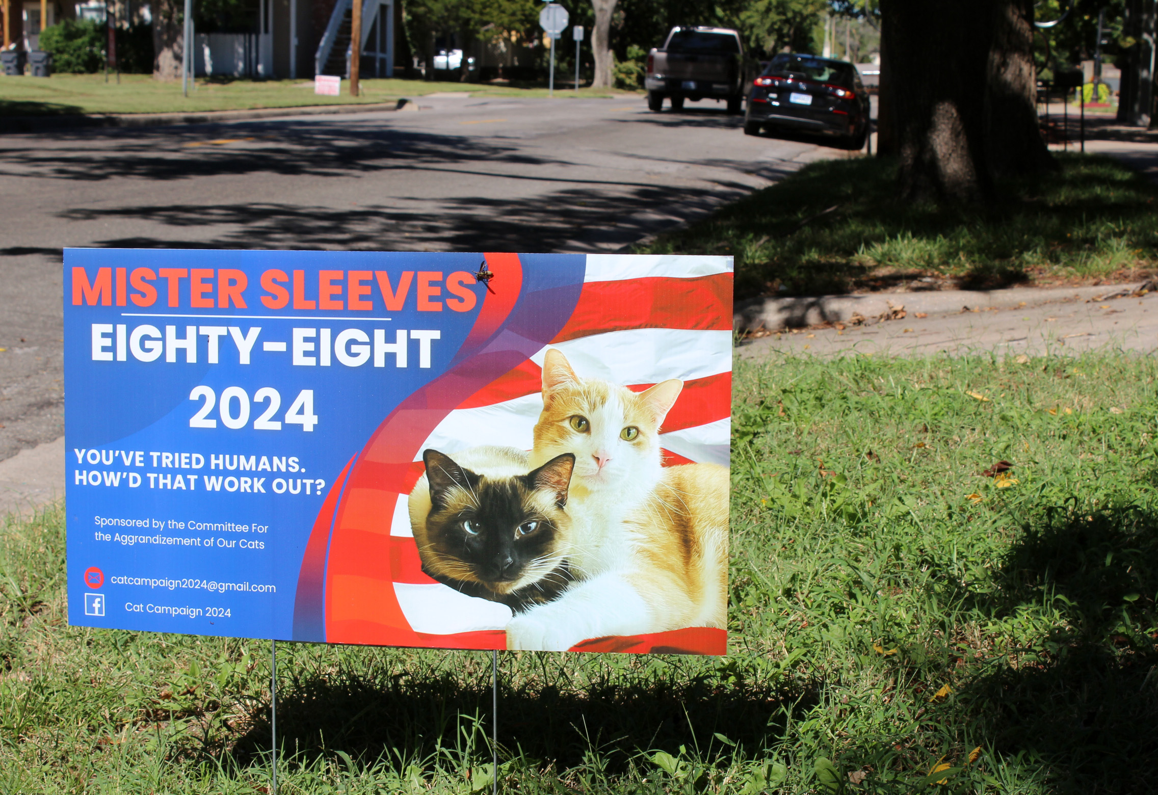 O voto de um gato mantém agora o equilíbrio de poder num dos confrontos políticos mais estranhos da Europa