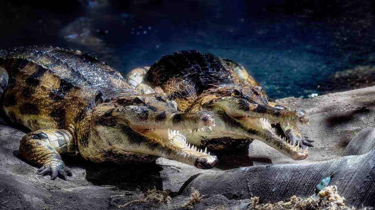 Virginia Aquarium celebrates birth of rare crocodiles | WVTF