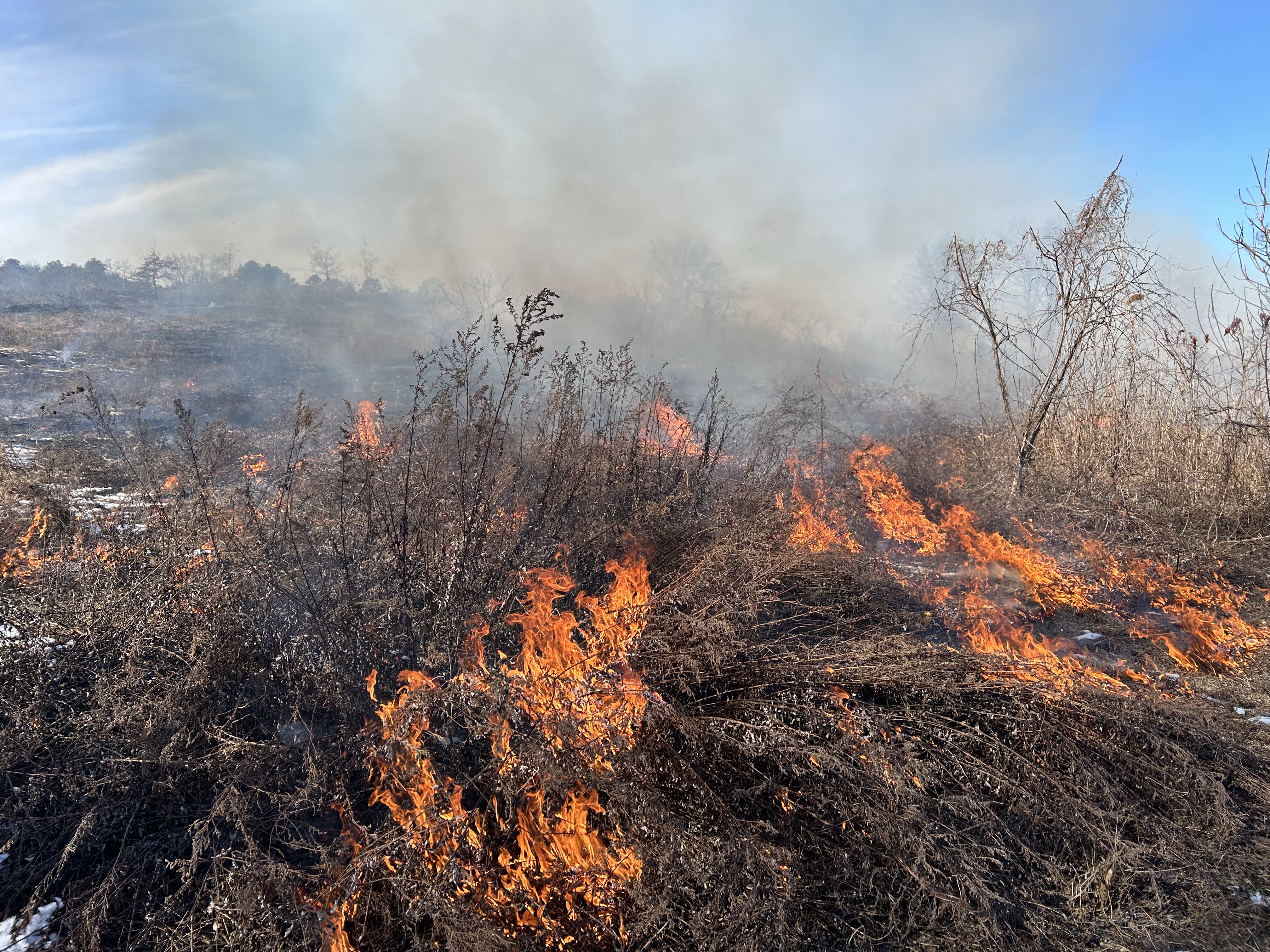burning bush smoke and vape February flames: Mild winter offers opportunity for early prescribed burn in Pine Choose Flavor:Peach Lemonade vape kit Vuse Pods Flavors At