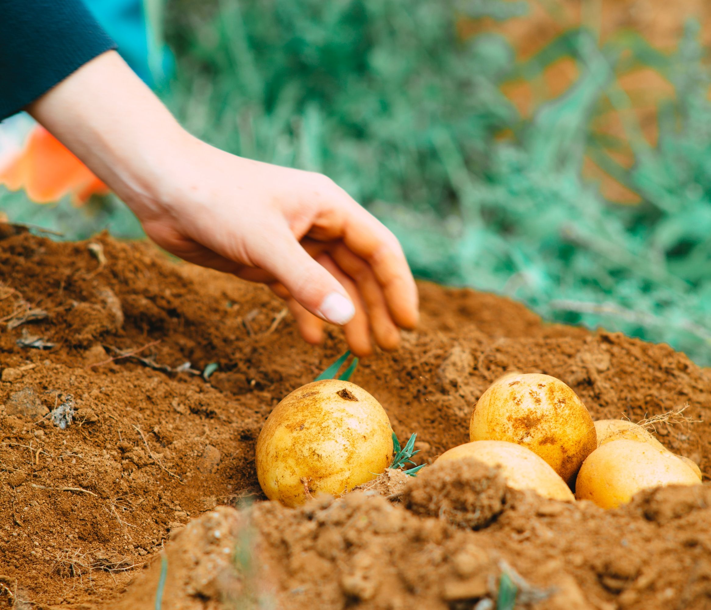 Pacific Northwest consortium aims to improve potato production with  eco-friendly methods, image size:2333x2002