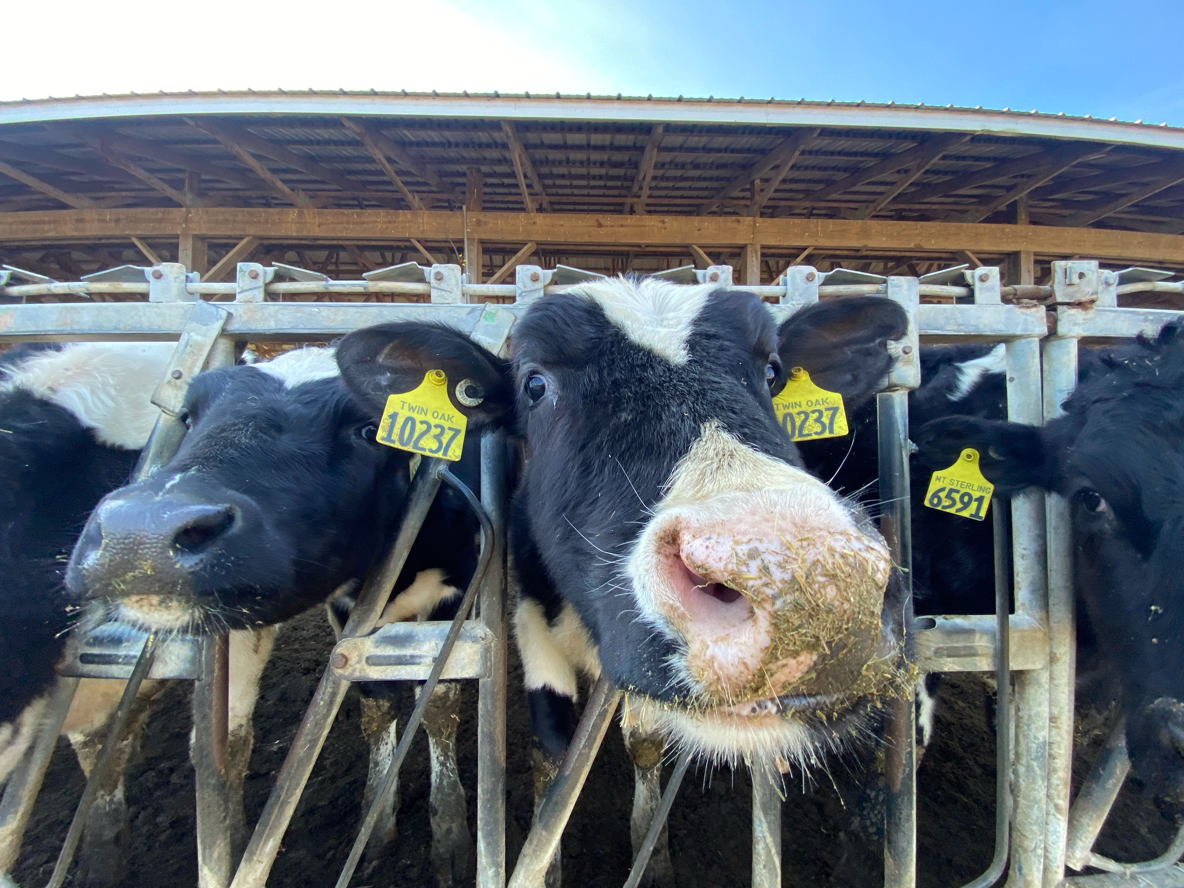 Concern grows as Southwest Ohio faces a shortage of rural veterinarians - Vimarsana News