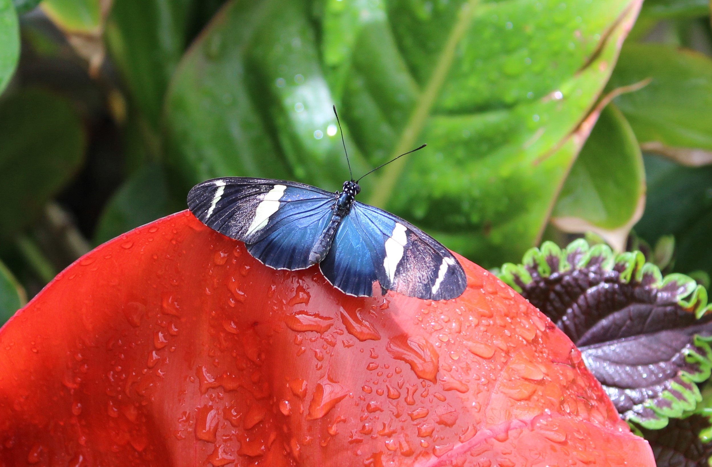 Krohn Butterfly show inspired by zero-gravity experiments | WVXU