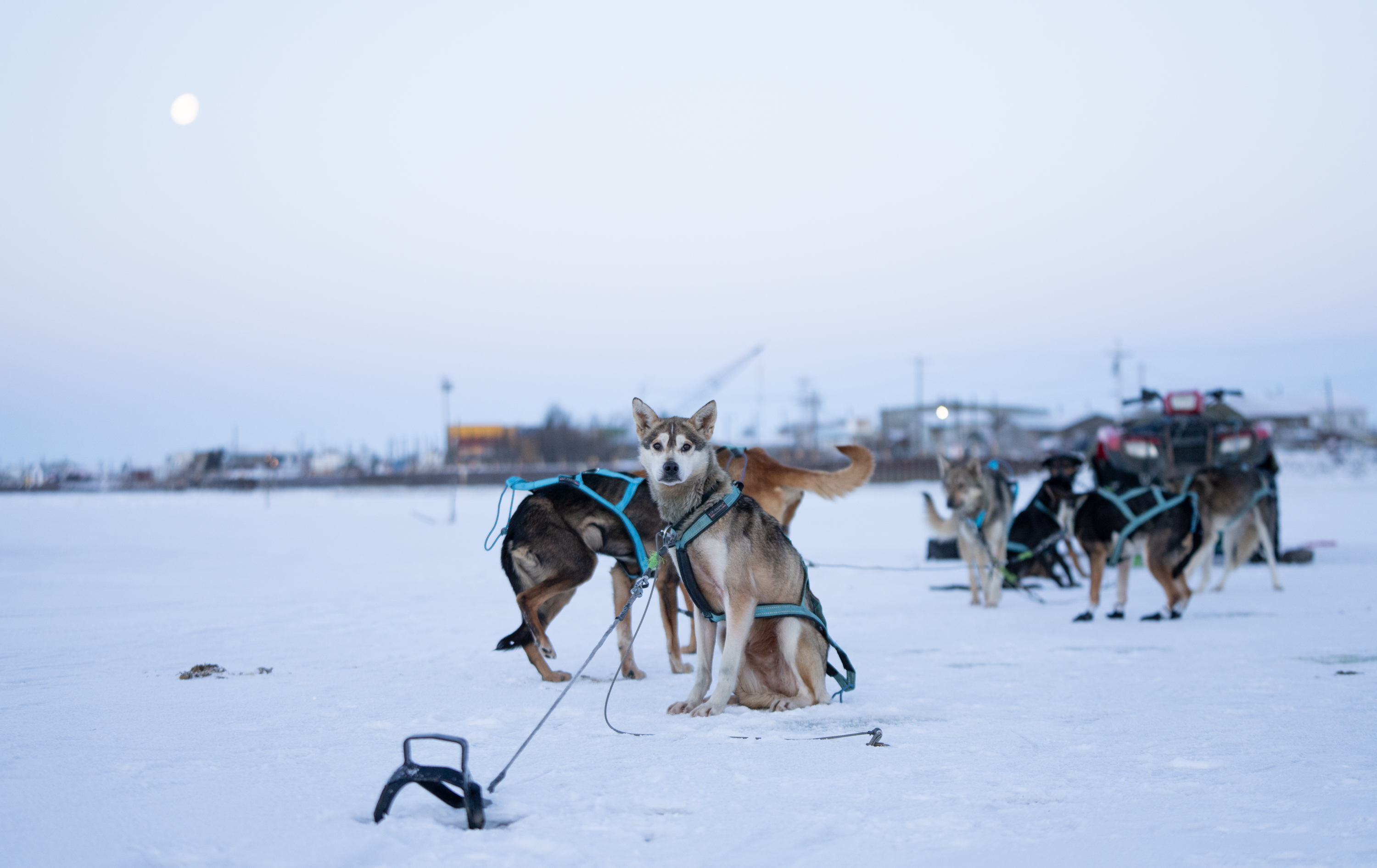 How a warming climate is part of a shift in sled dog genetics