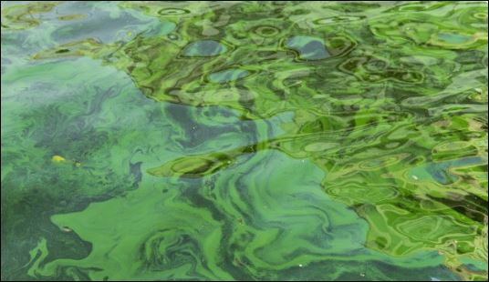 Diseases Caused By Blue Green Algae