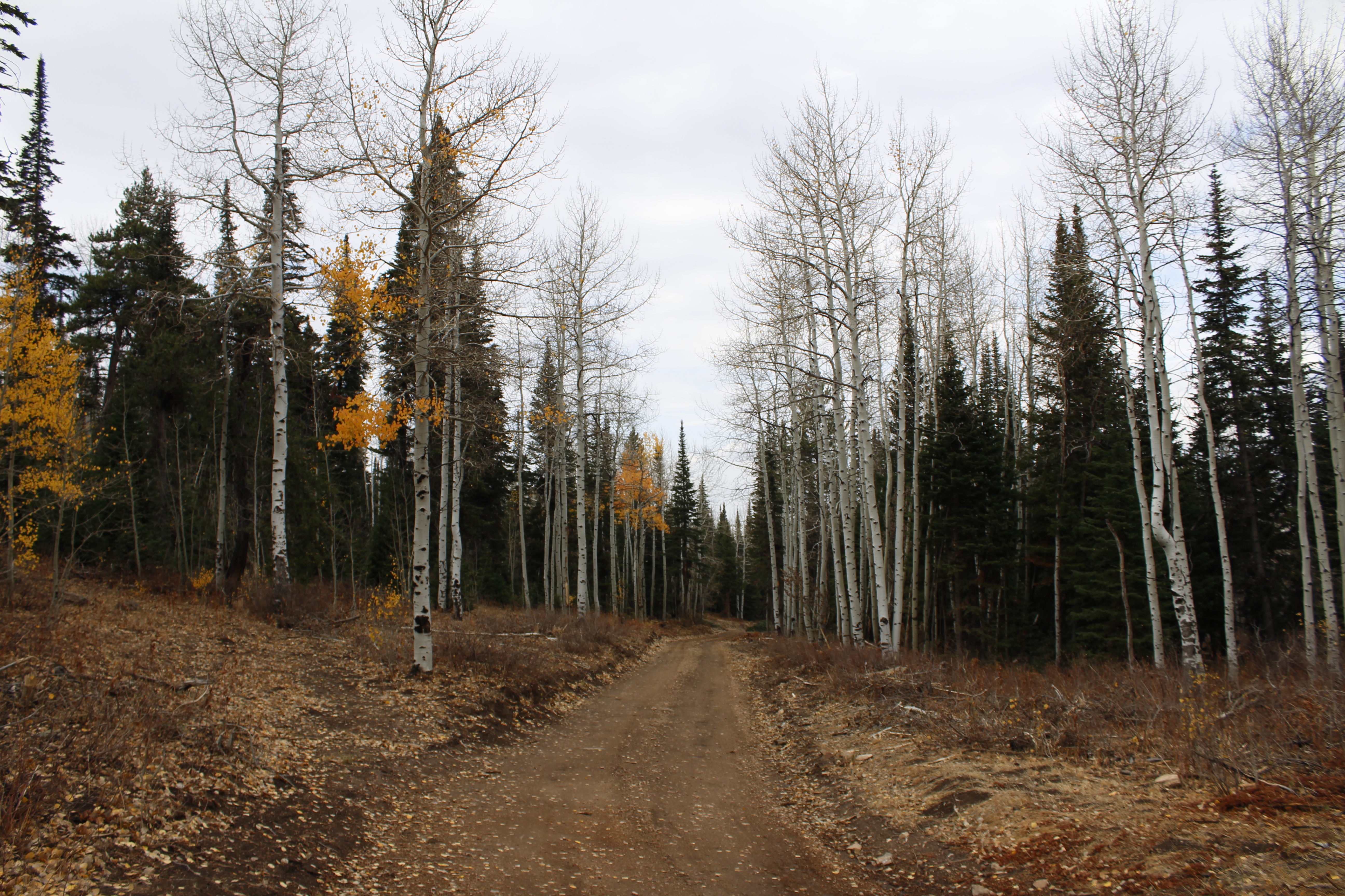 Public lands hunting is changing, crowding some areas. We looked into why - Vimarsana News