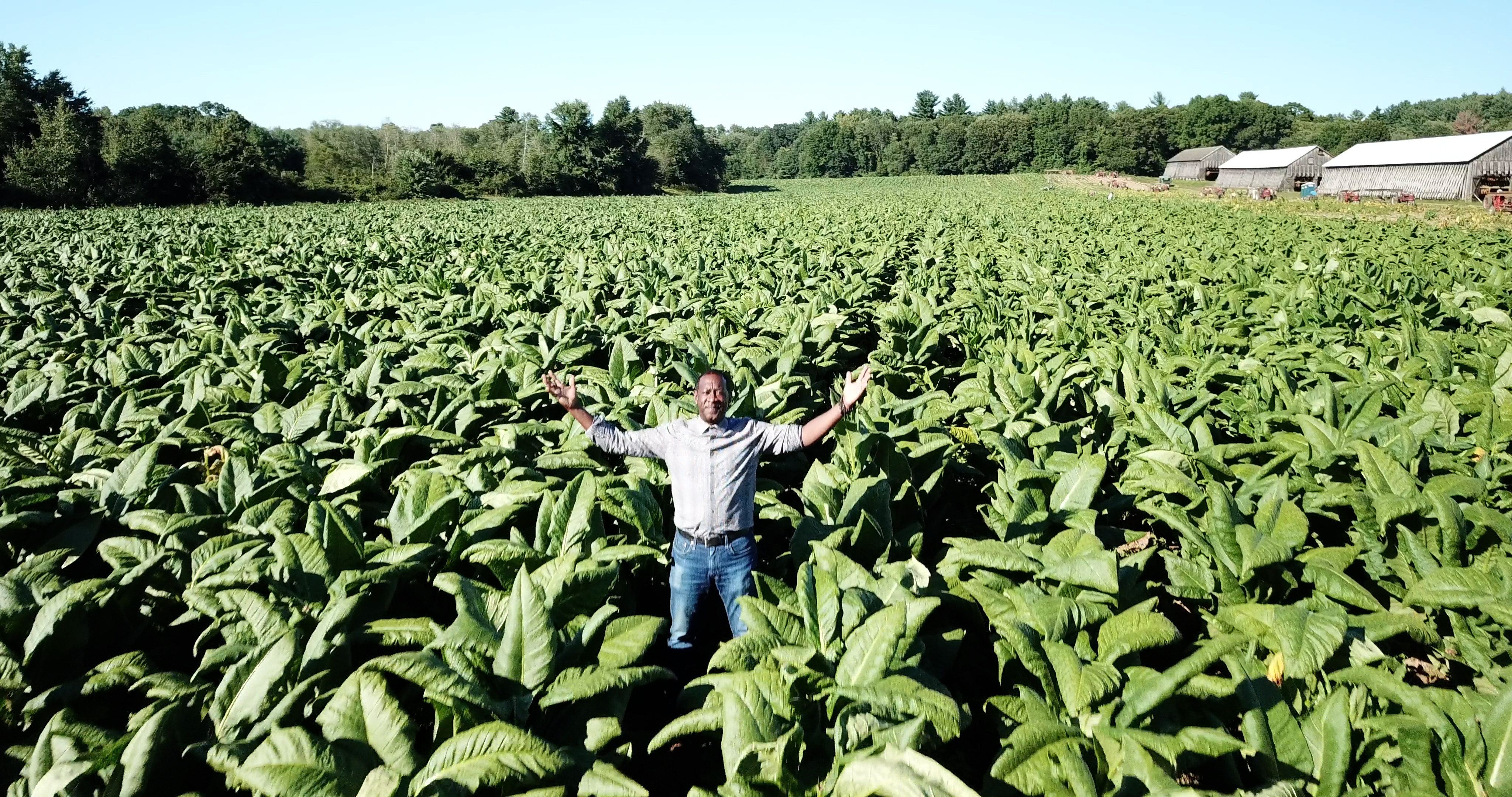 Stepping Into the Shade' explores the tobacco industry in Connecticut