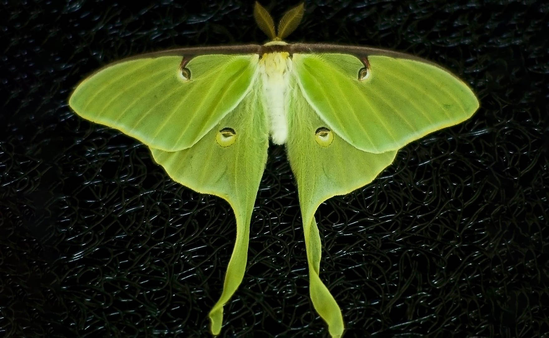 What Is The Luna Moth s Genus At Nicholas Ramsey Blog What Is The Luna Moth s Genus At Nicholas Ramsey Blog