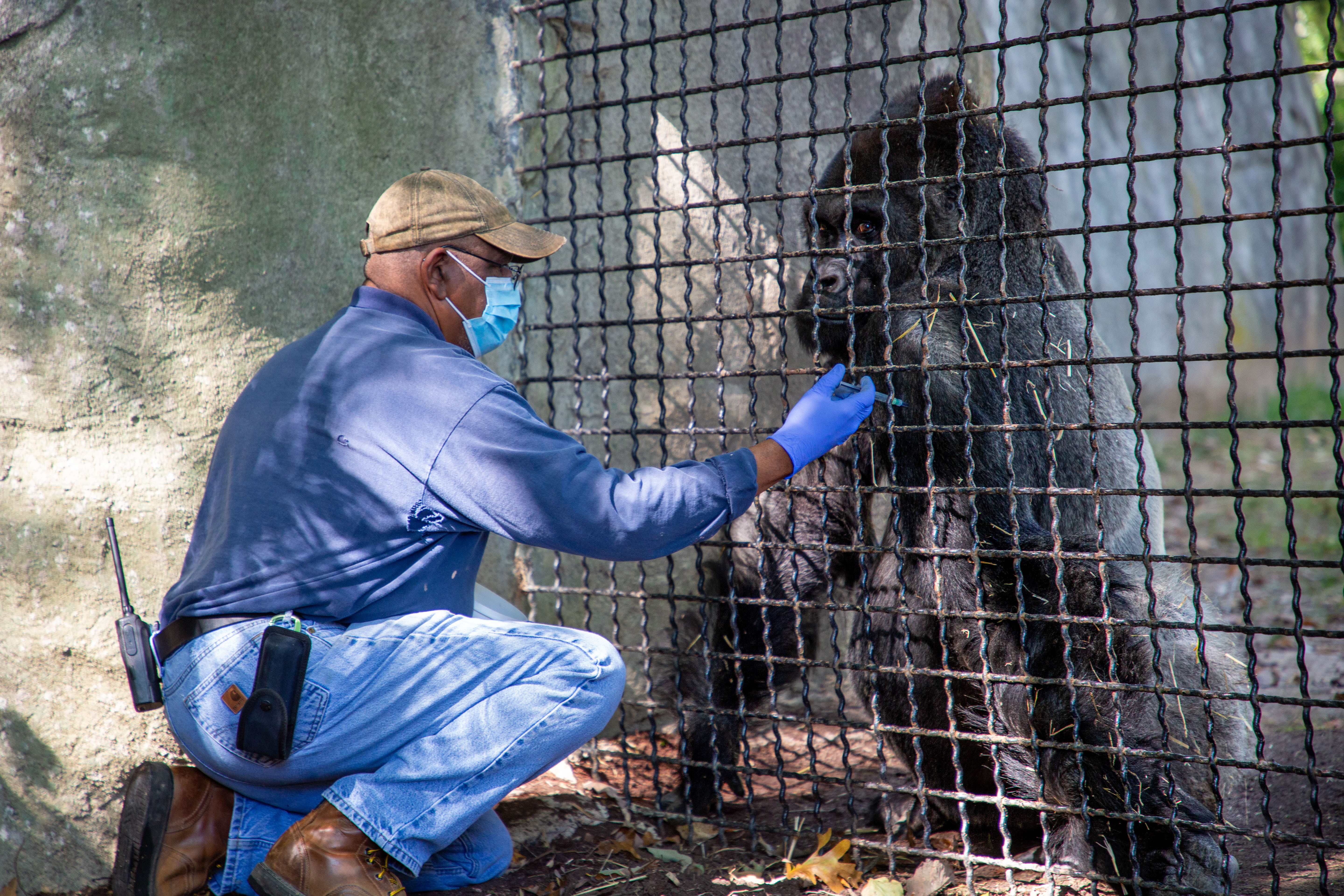 Yes, animals at the North Carolina Zoo got the COVID-19 vaccine, too - Vimarsana News
