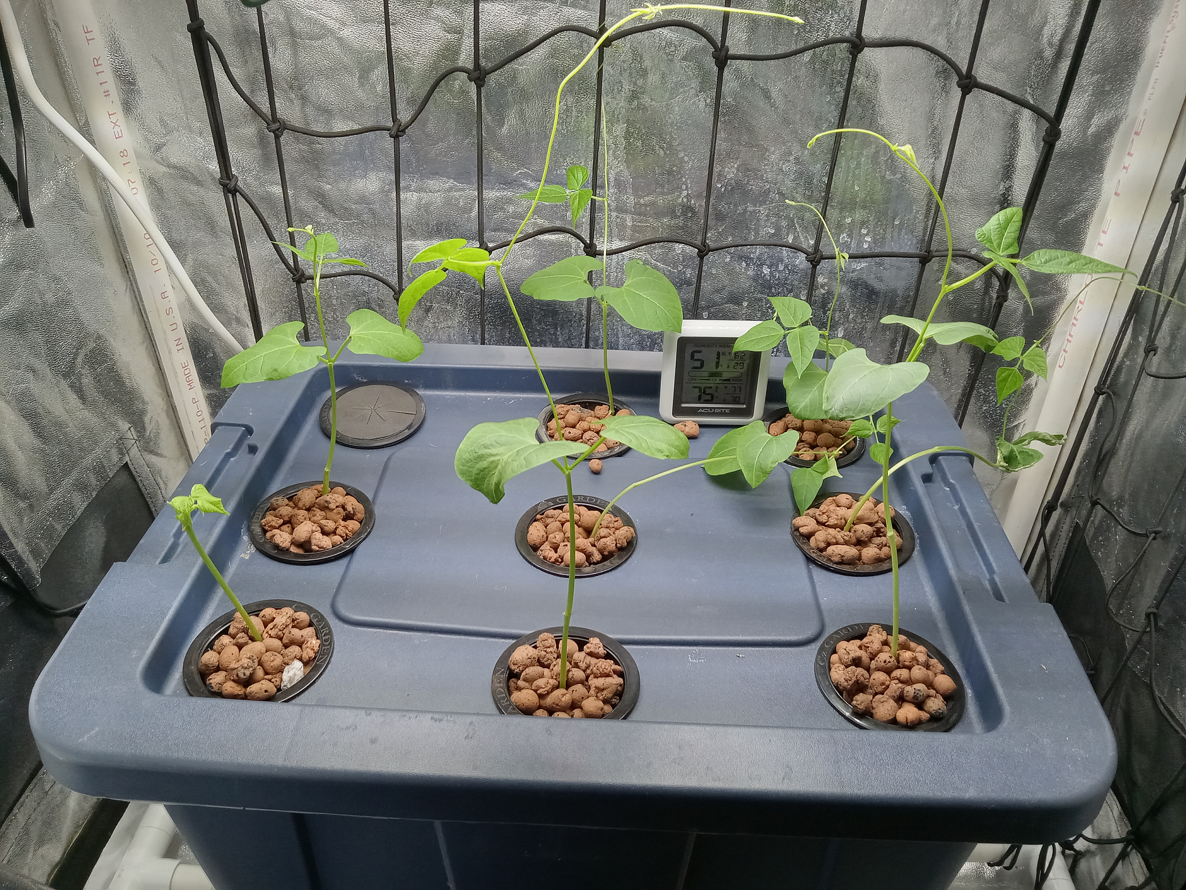 Sinclair College student designs aeroponic system, plans to make fresh  produce more accessible | WYSO