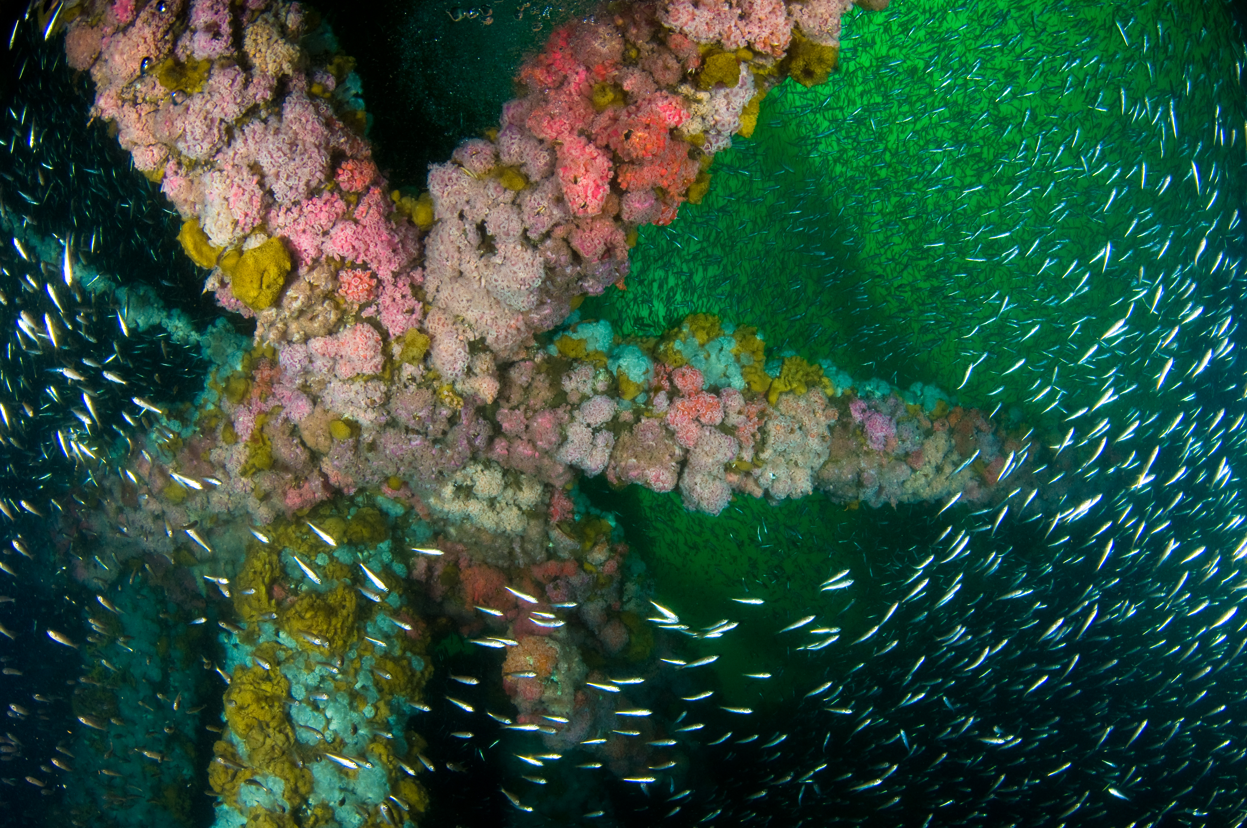 Yalangoch bodibilding qizlarning fotosuratlari