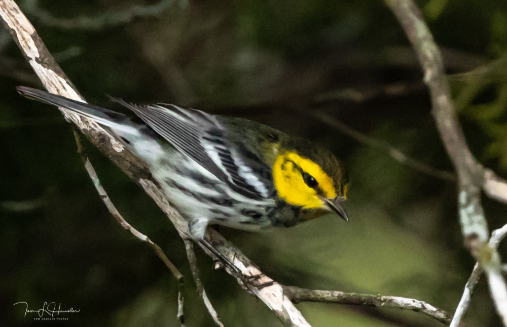'Open your eyes, open your ears': Dripping Springs celebrates Texas Bird City designation - Vimarsana News
