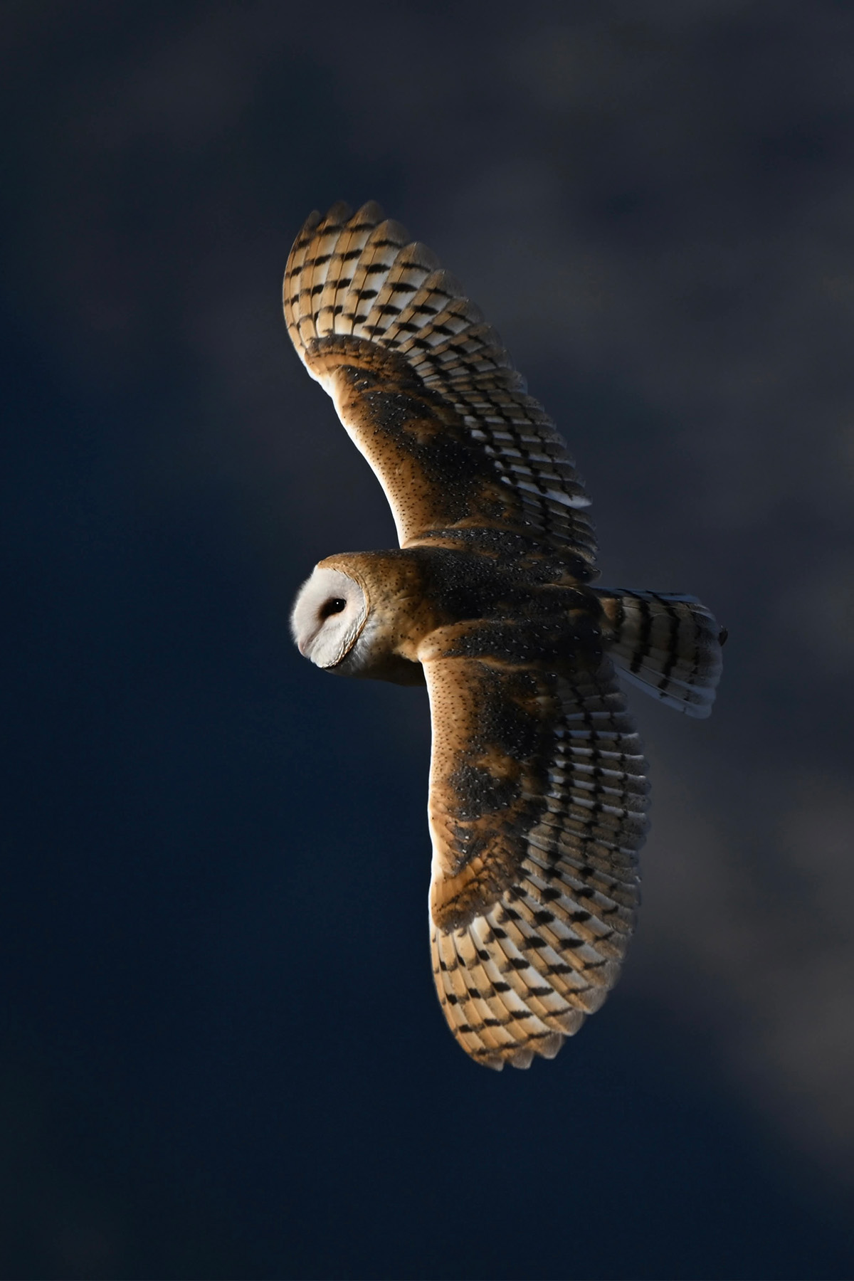 Barn owl in flight, backlit by afternoon sun.