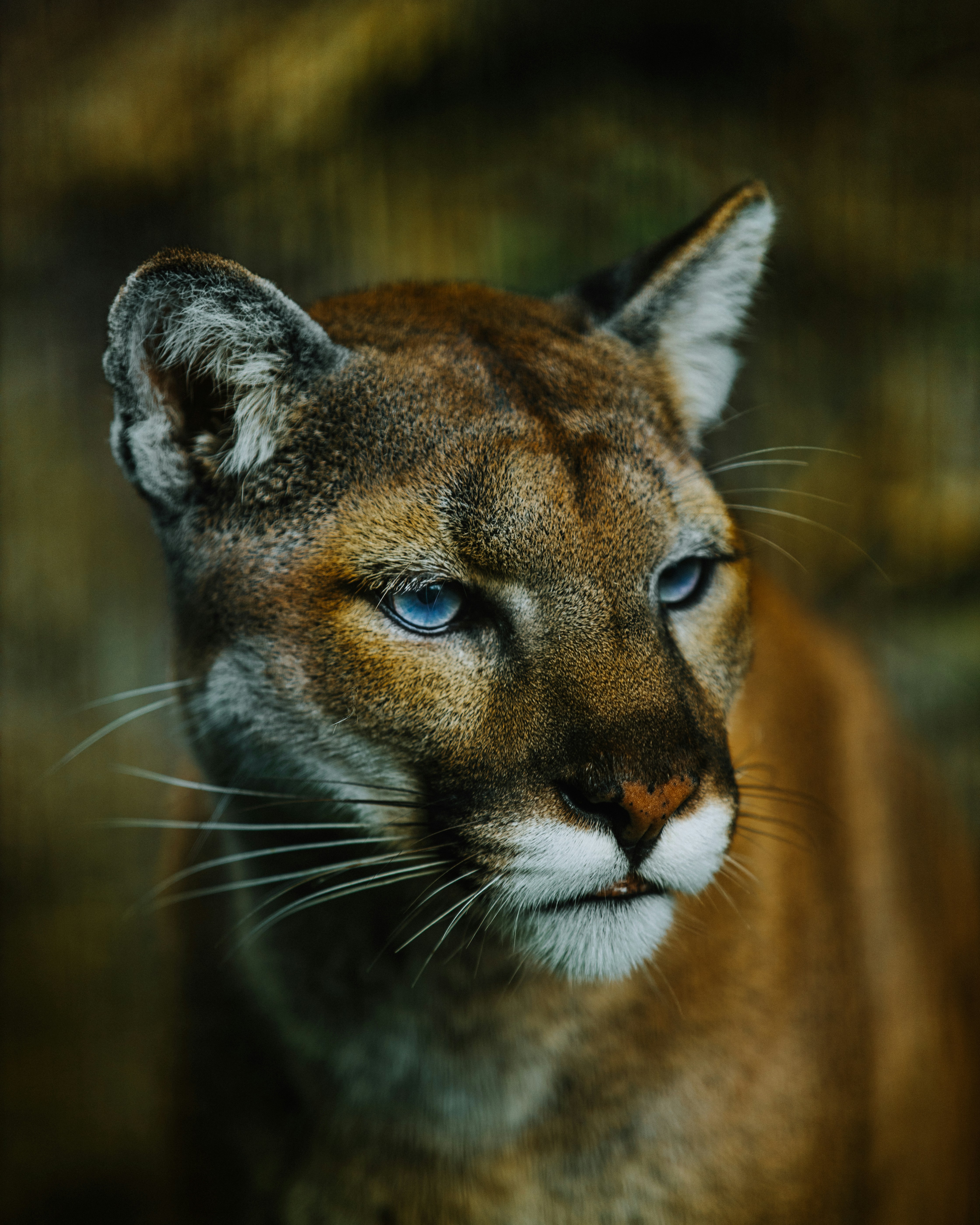 cougar-springfield.jpg