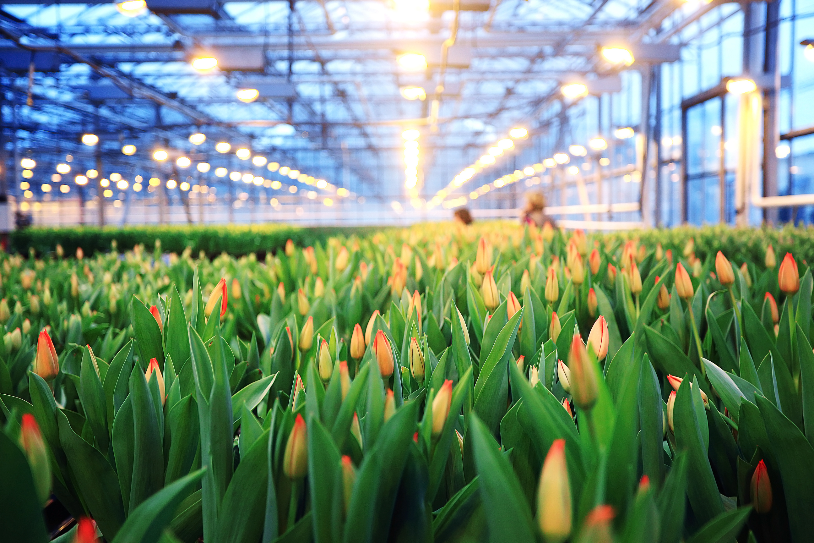 Ohio bill expands municipal income tax requirements for temporary agricultural workers - Vimarsana News