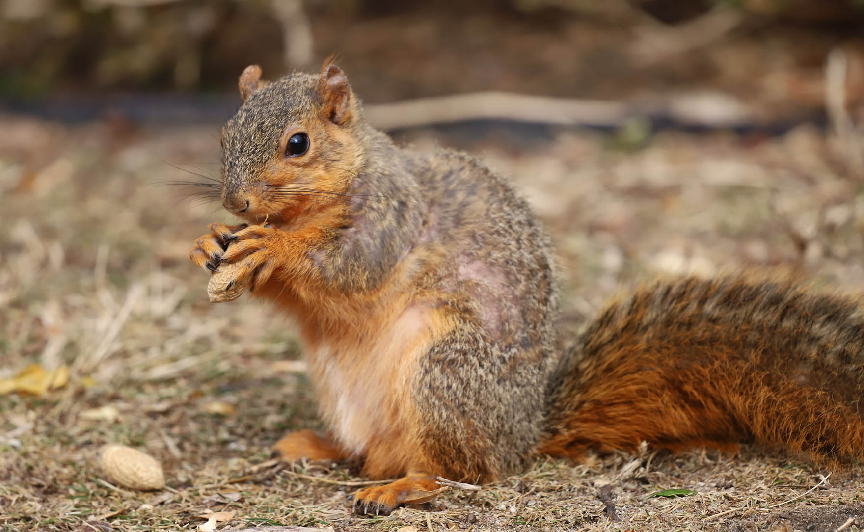 About Fox Squirrels
