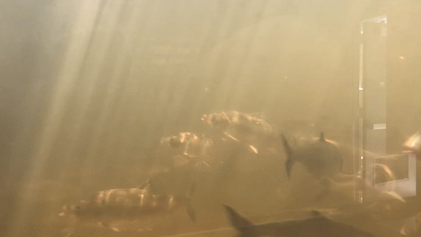 'We've come a long way': In Holyoke, balancing power production and fish conservation - Vimarsana News