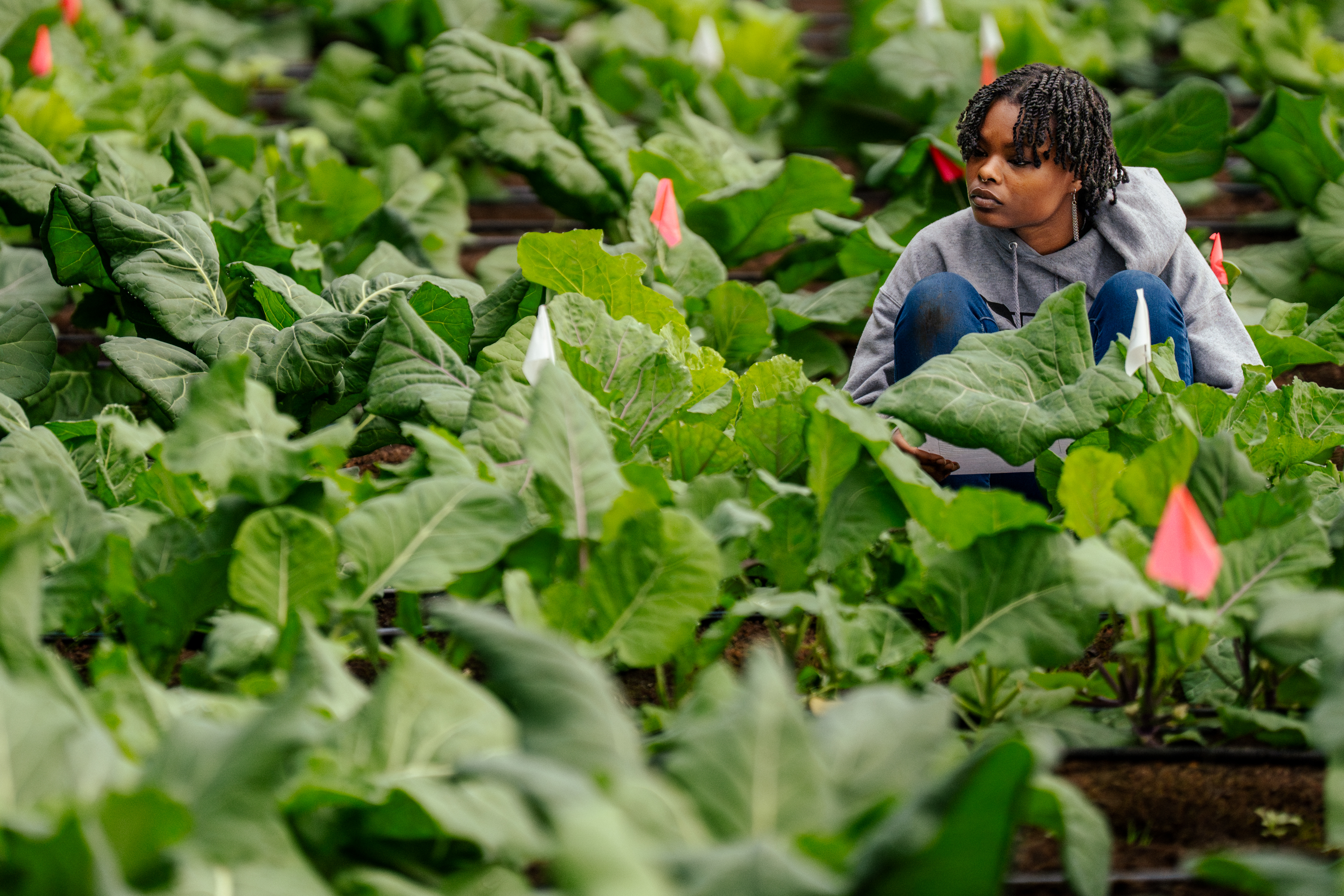 Midwest scientists study heirloom collard greens | KCUR - Kansas