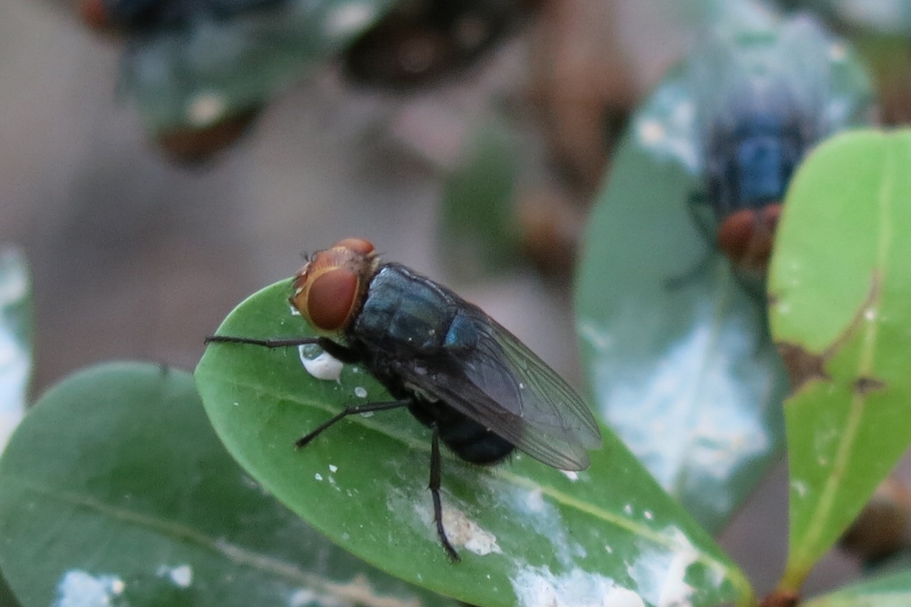 A flesh-eating fly could be back in Missouri soon, experts warn