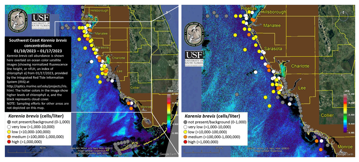 Red tide is finally receding along the Gulf beaches - Vimarsana News